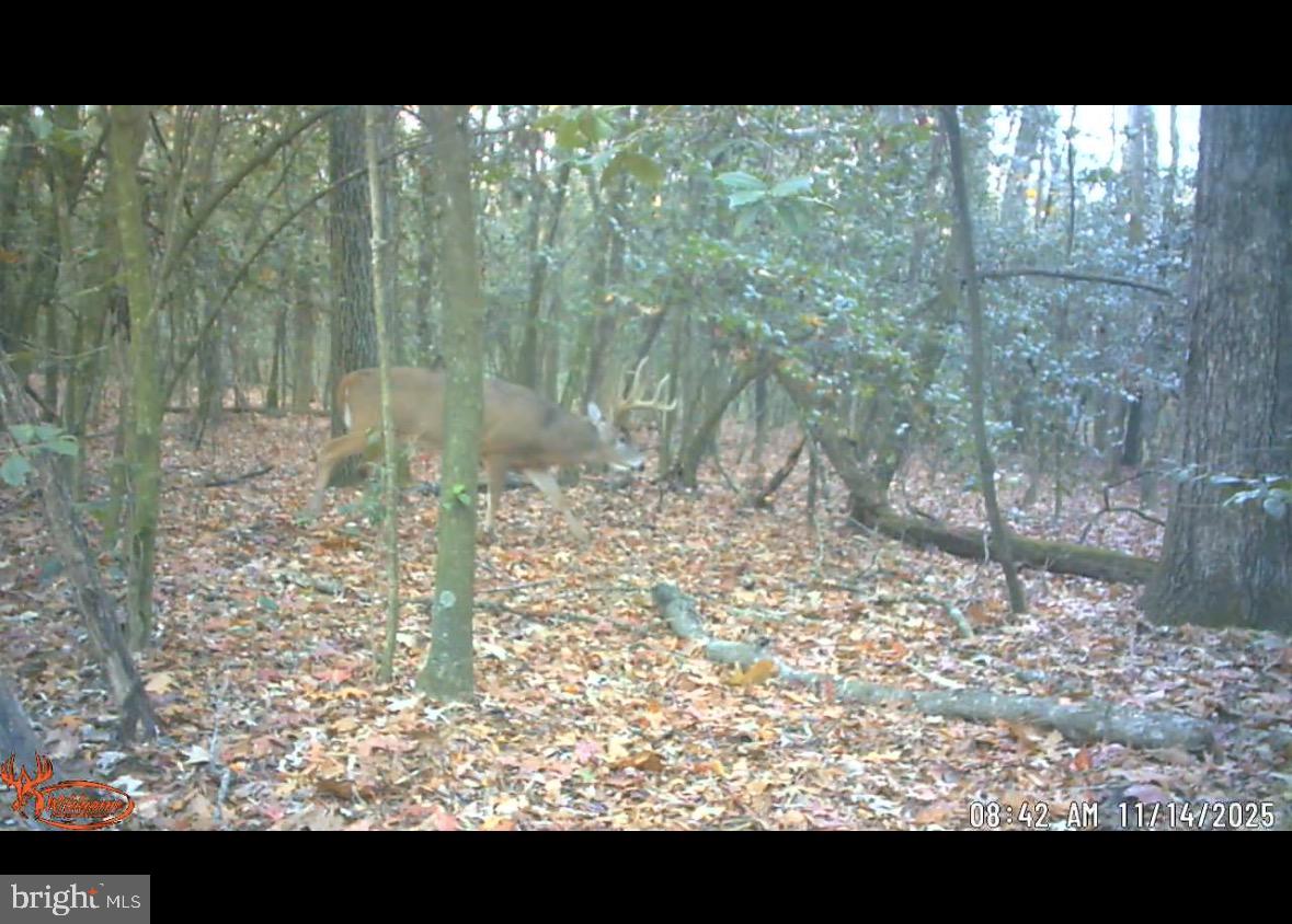 25095 Trunk Line Road Henderson, MD 21640 - Photo 38 of 39 Majestic deer in autumn woods.