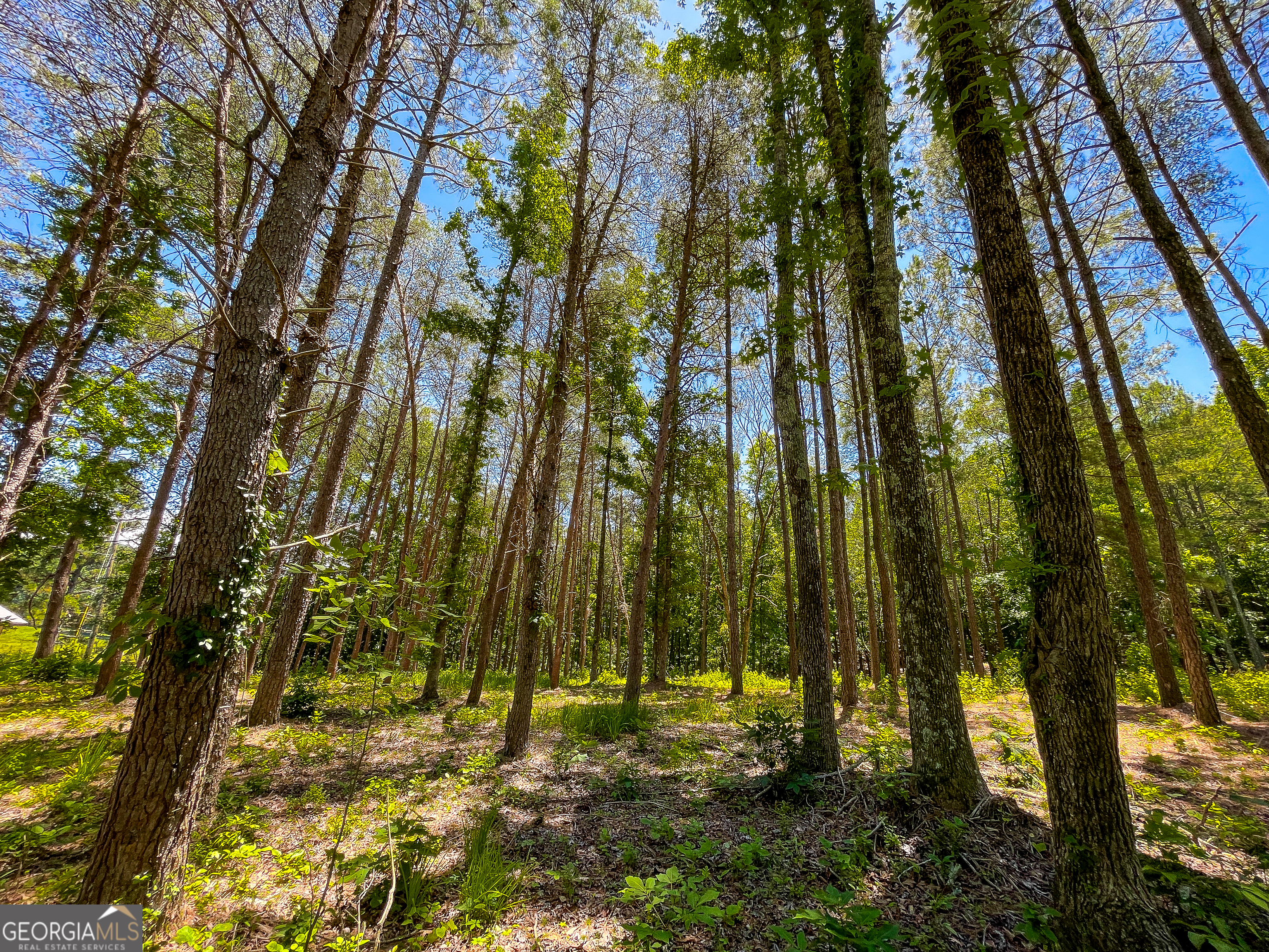 111 Acres Off Slate Mine Road Fairmount, GA 30139 - Photo 14 of 27 a view of yard