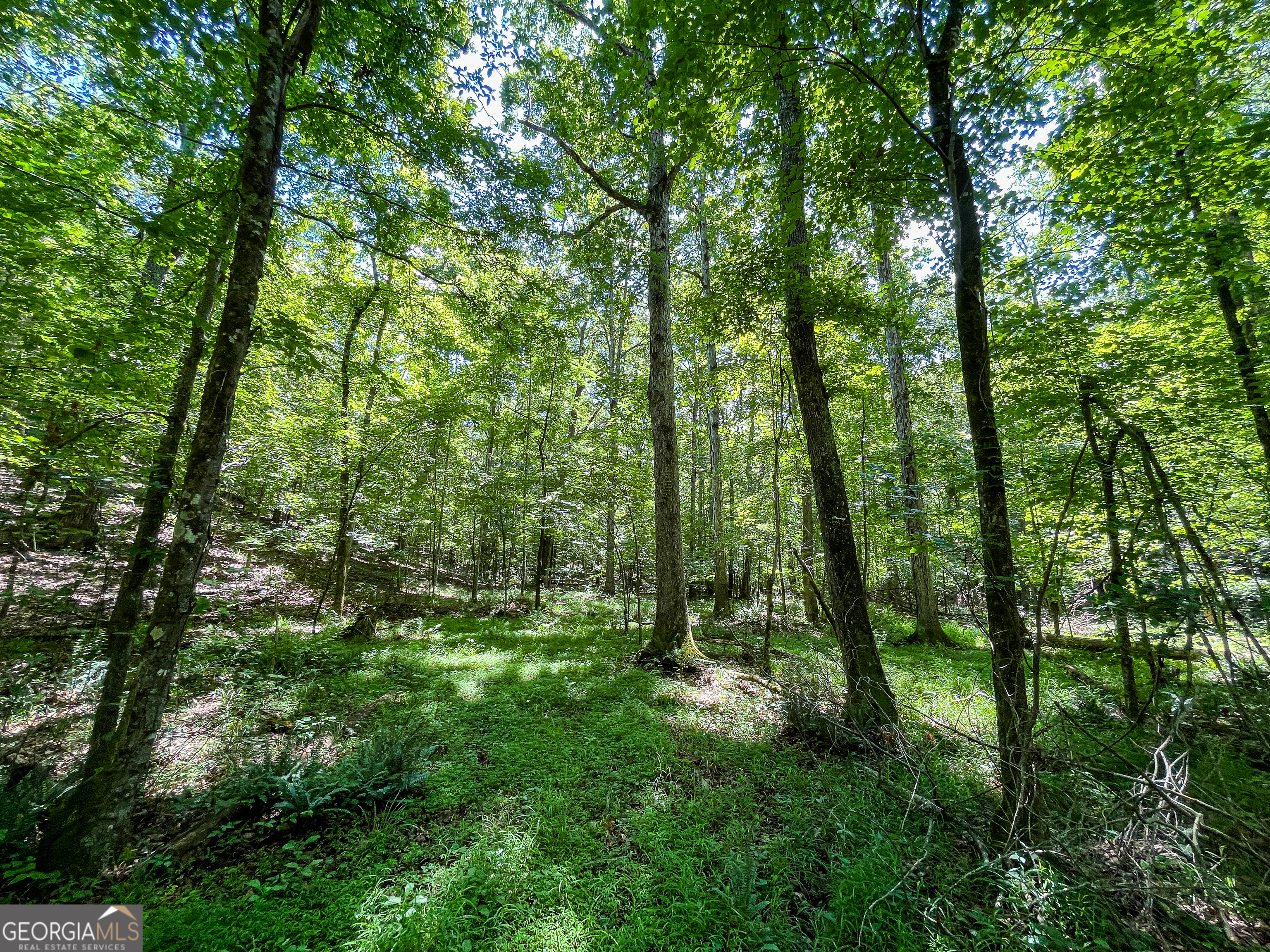 111 Acres Off Slate Mine Road Fairmount, GA 30139 - Photo 16 of 27 a view of outdoor space and trees