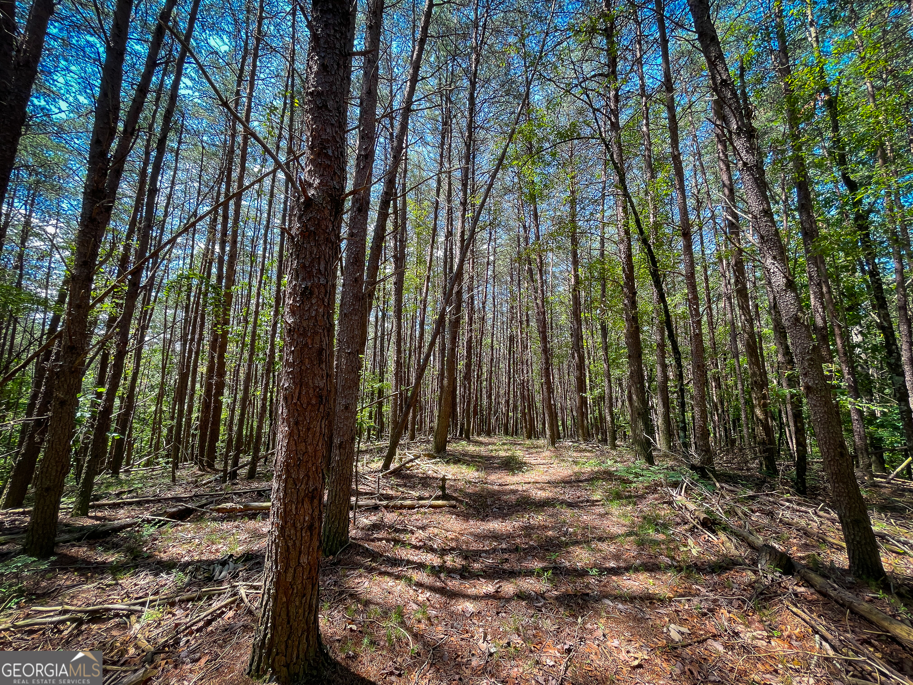 111 Acres Off Slate Mine Road Fairmount, GA 30139 - Photo 18 of 27 a view of backyard with tree
