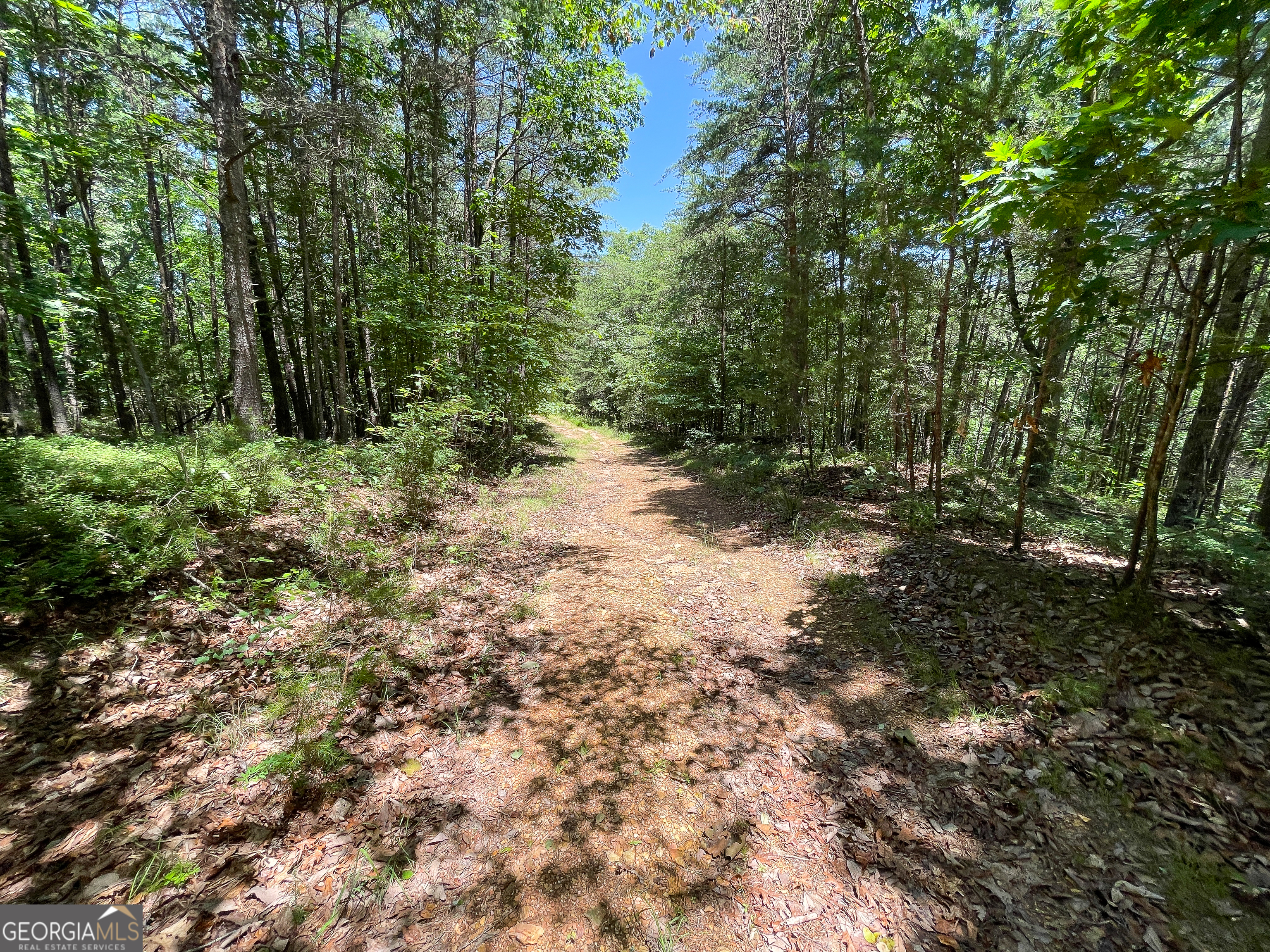 111 Acres Off Slate Mine Road Fairmount, GA 30139 - Photo 20 of 27 a view of a forest with trees in the background