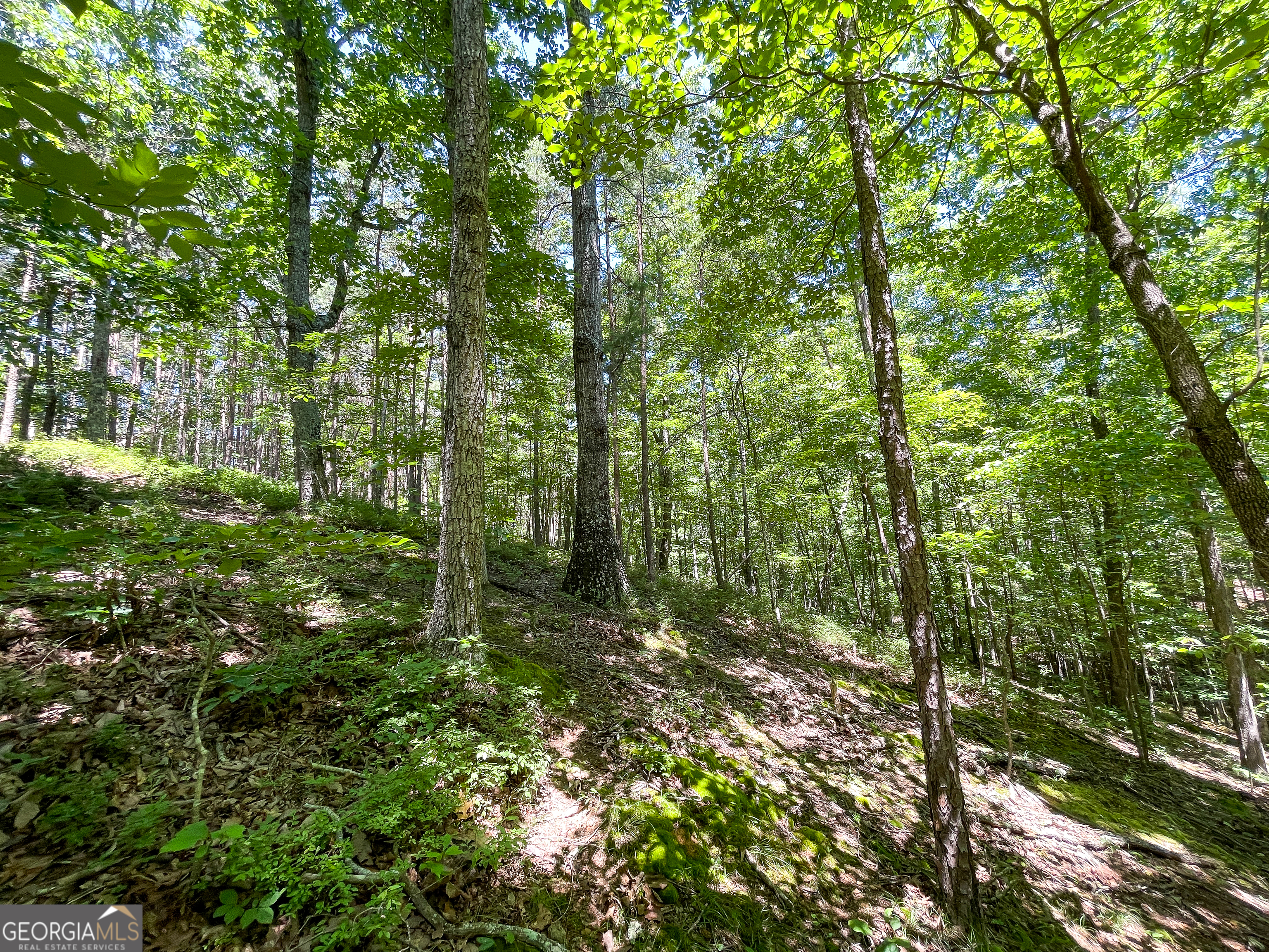 111 Acres Off Slate Mine Road Fairmount, GA 30139 - Photo 21 of 27 a view of lush green forest