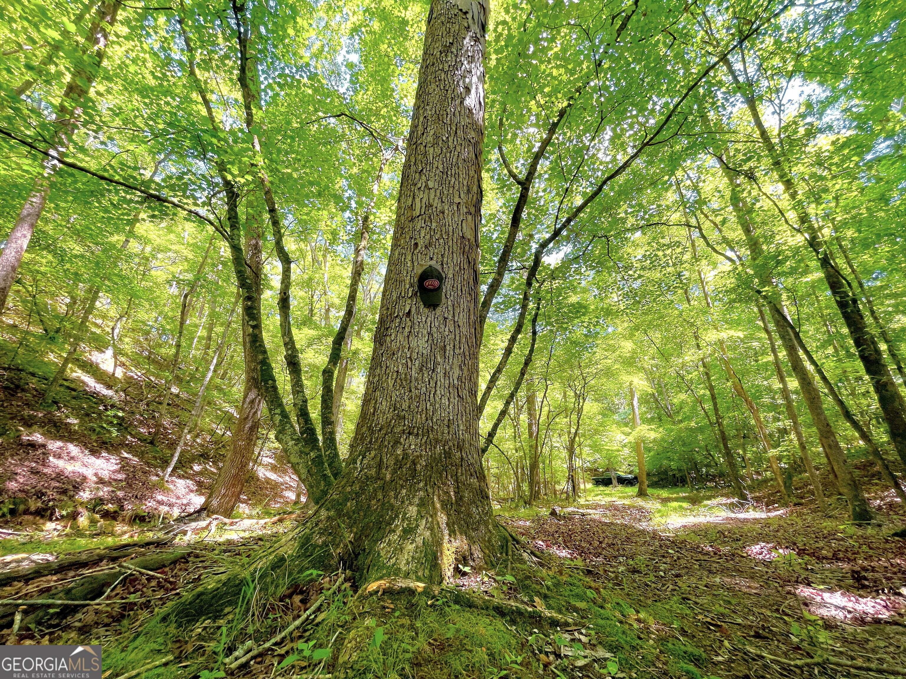 111 Acres Off Slate Mine Road Fairmount, GA 30139 - Photo 8 of 27 a view of backyard