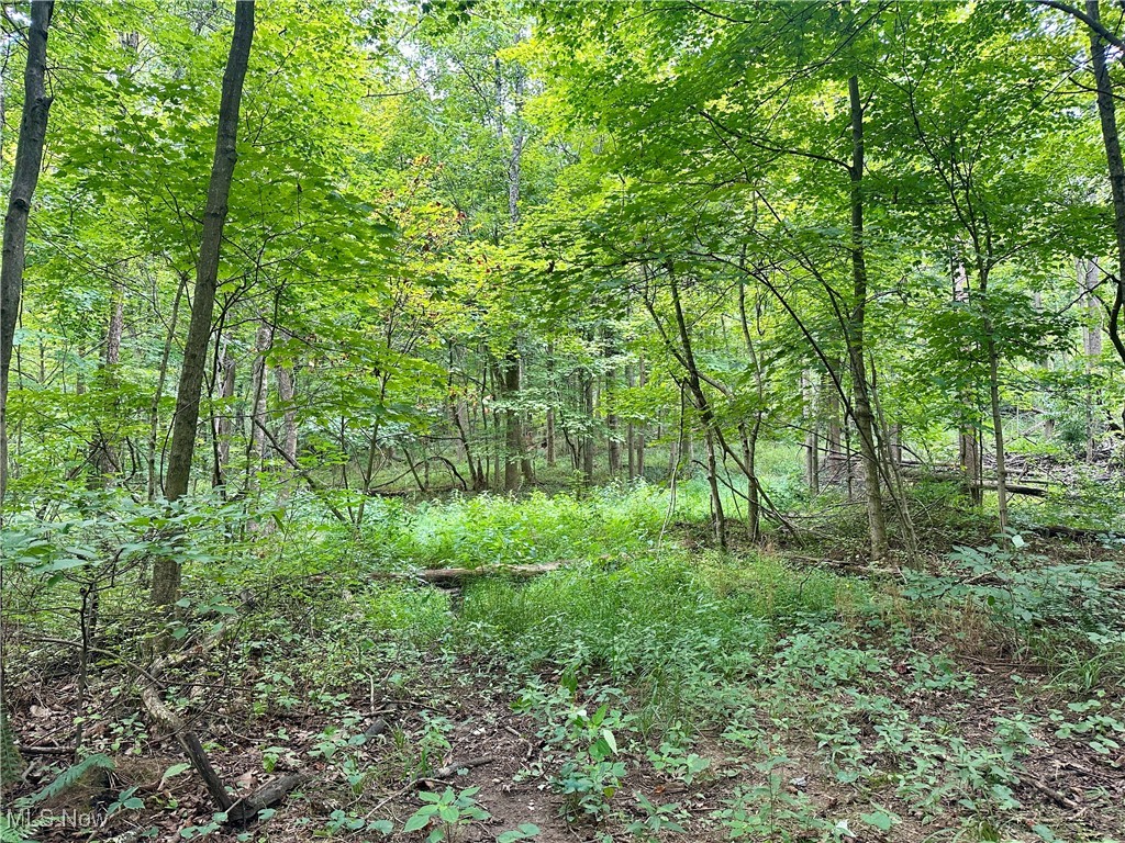 325 North Fork Road New Matamoras, OH 45767 - Photo 21 of 50 View of wooded area