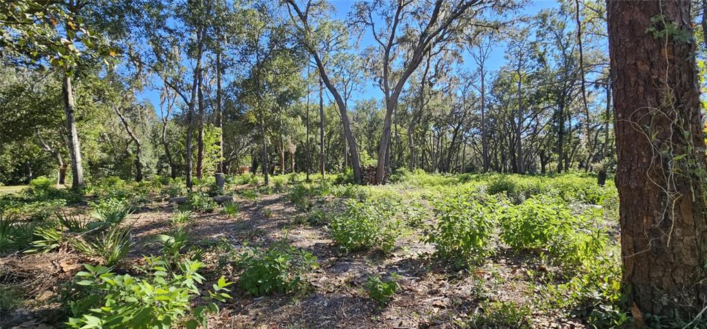 Piermaj Lane Lutz, FL 33549 - Photo 6 of 16