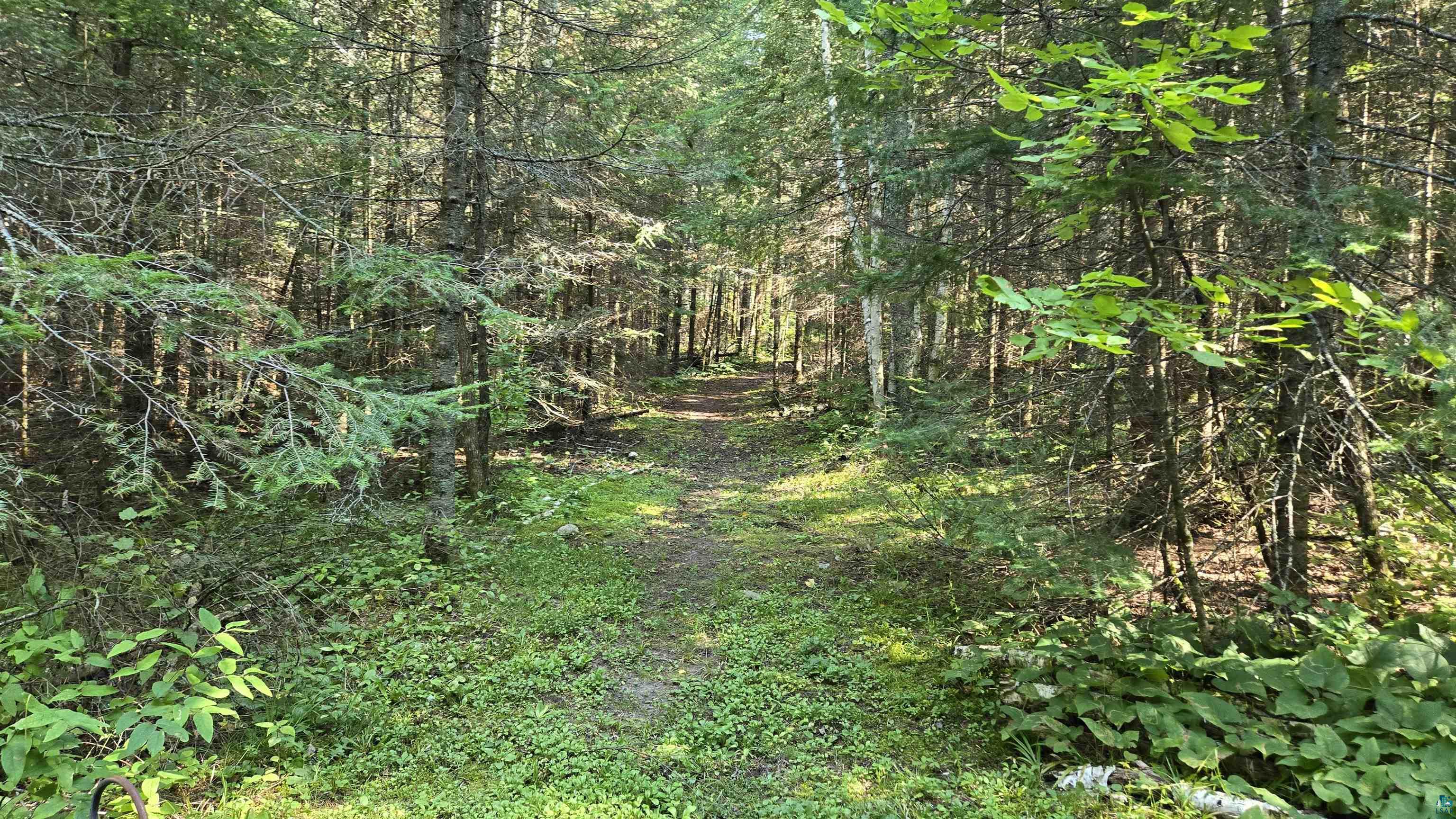 Tbd33 Tbd33 Donovan Point Orr, MN 55771 - Photo 39 of 50 View of woods