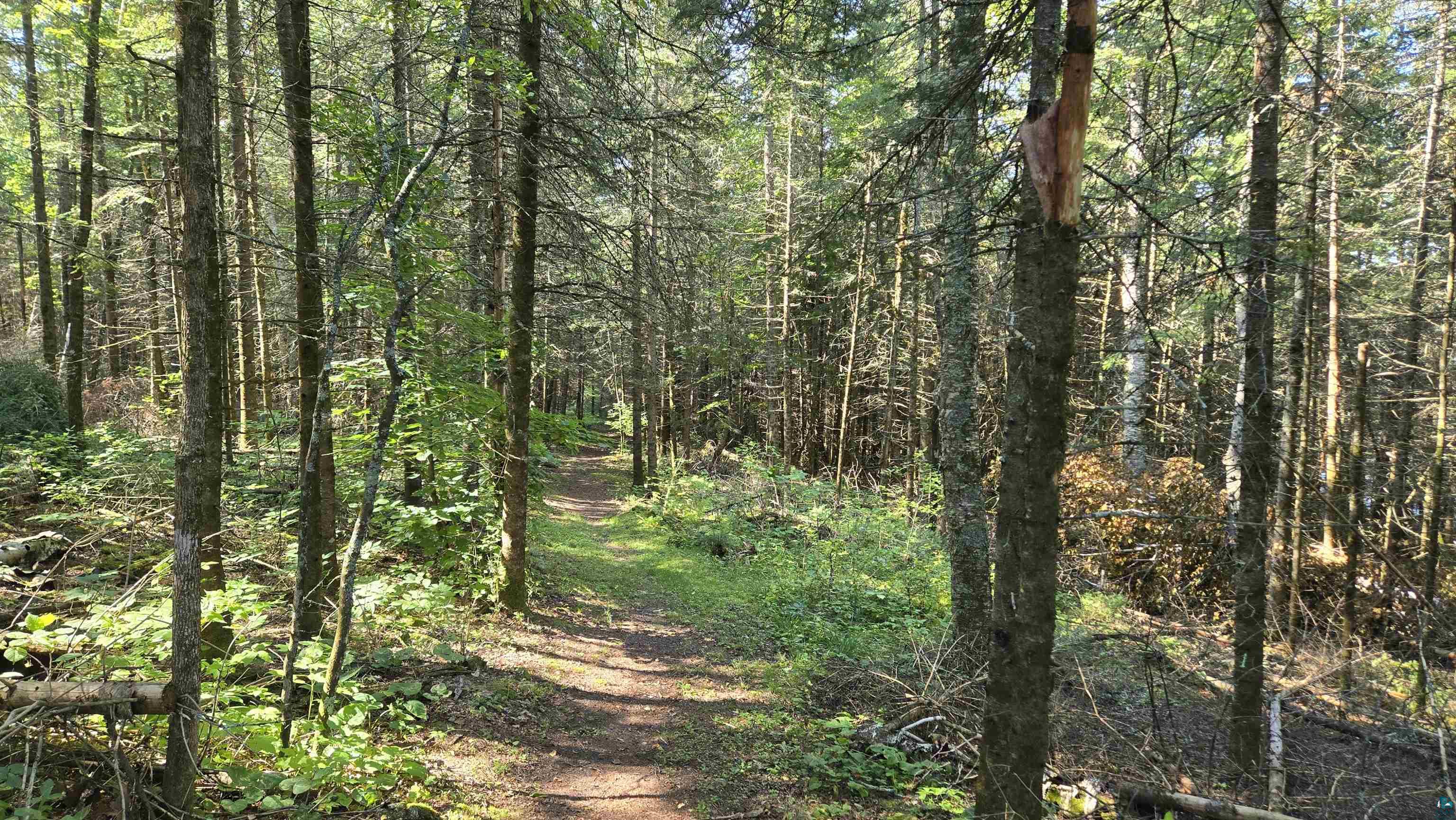 Tbd33 Tbd33 Donovan Point Orr, MN 55771 - Photo 40 of 50 View of wooded area