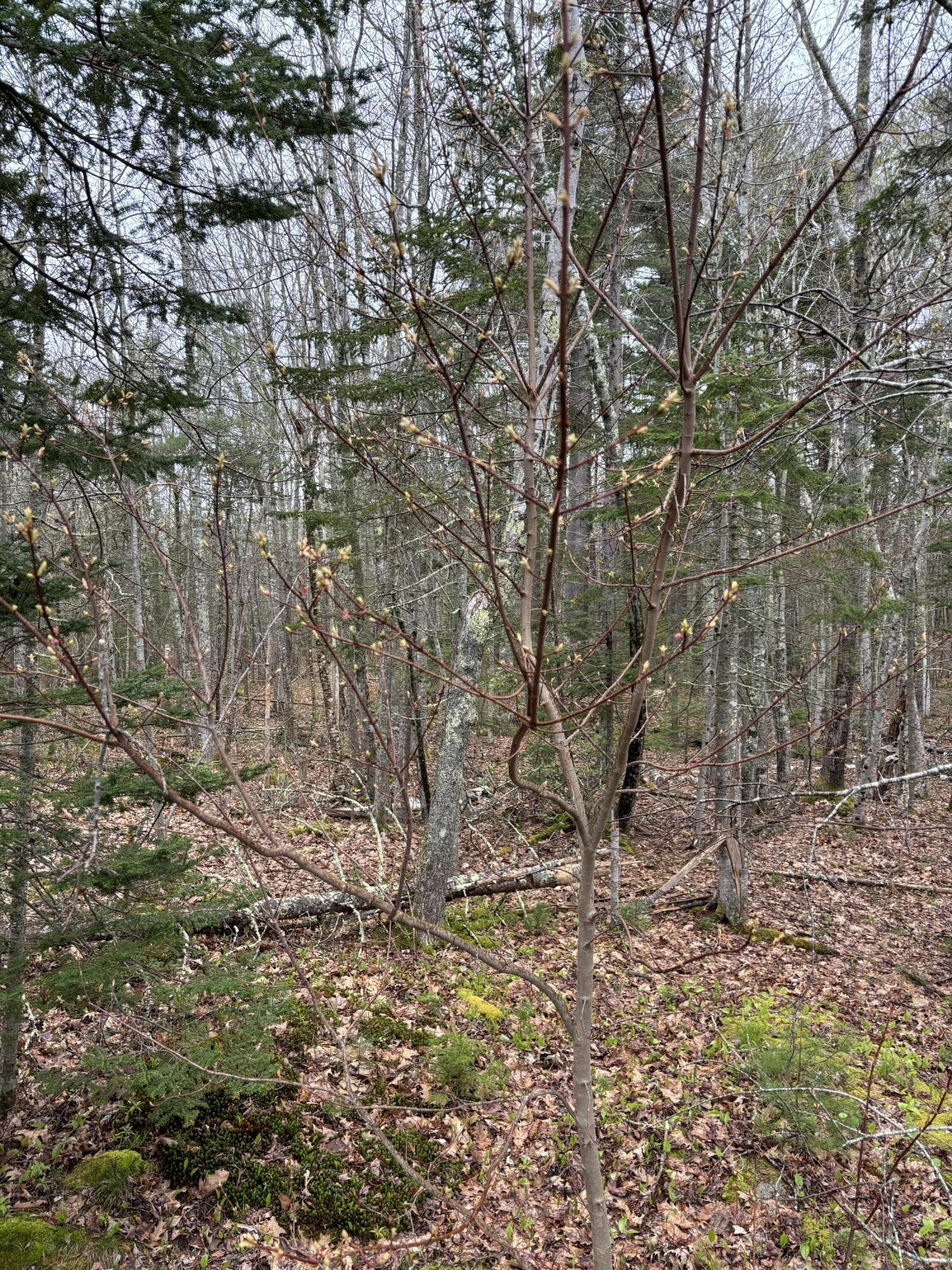 Lot 19 Roxmont Road Rockport, ME 04856 - Photo 15 of 27 IMG_0962