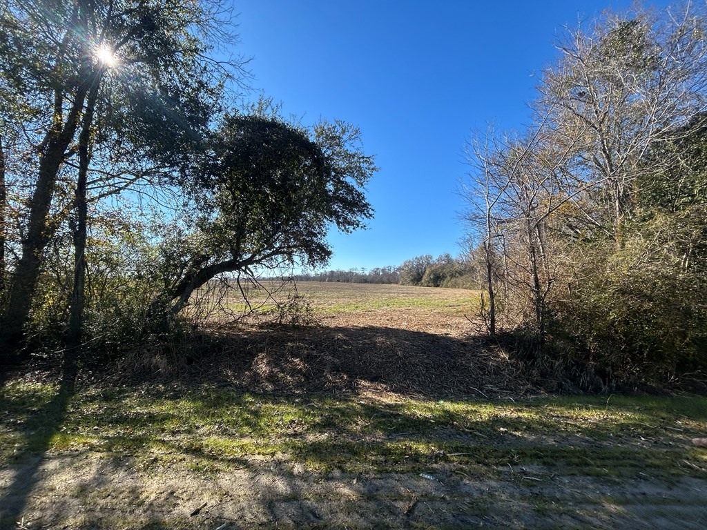 5.296-ac 5.296-ac Road Cottonwood, AL 36320 - Photo 12 of 21