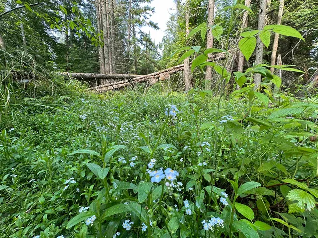 $85,000 | 1 Elmore Pond Road, Wolcott, VT 05680