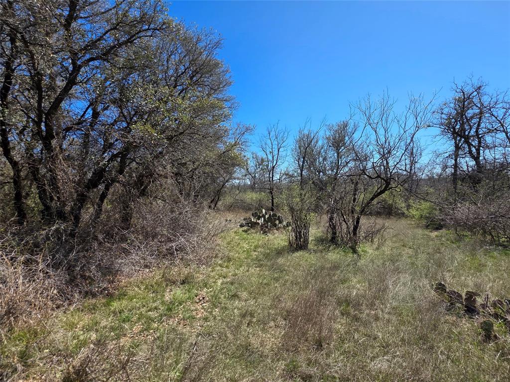 309 Highway 36 Gustine, TX 76455 - Photo 17 of 36 a view of a forest with trees in the background