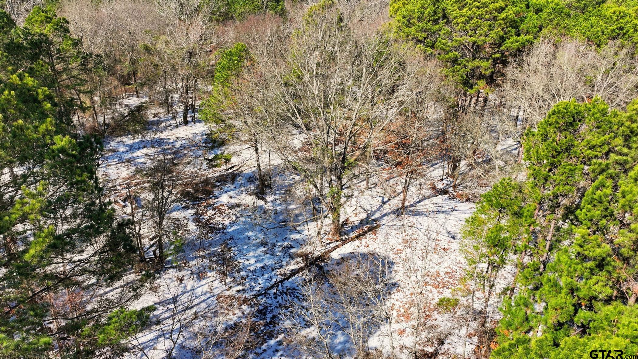 847 Calloway Road Marshall, TX 75670 - Photo 31 of 33 a view of a tree
