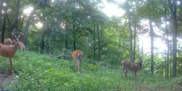 $625,000 | 0 County Road, Alma, WI 54610