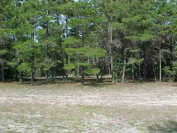 2287 Oak Street Carrabelle, FL 32322 - Photo 1 of 1