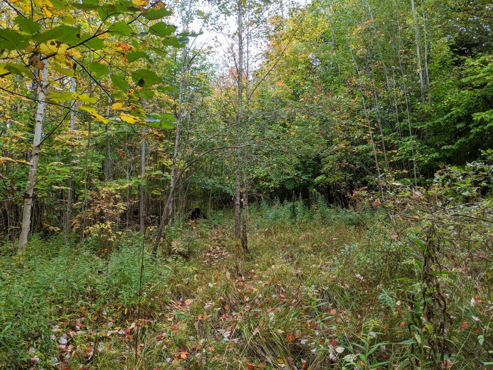 Diller Road Germfask, MI 49836 - Photo 14 of 18 Gallery Image 14