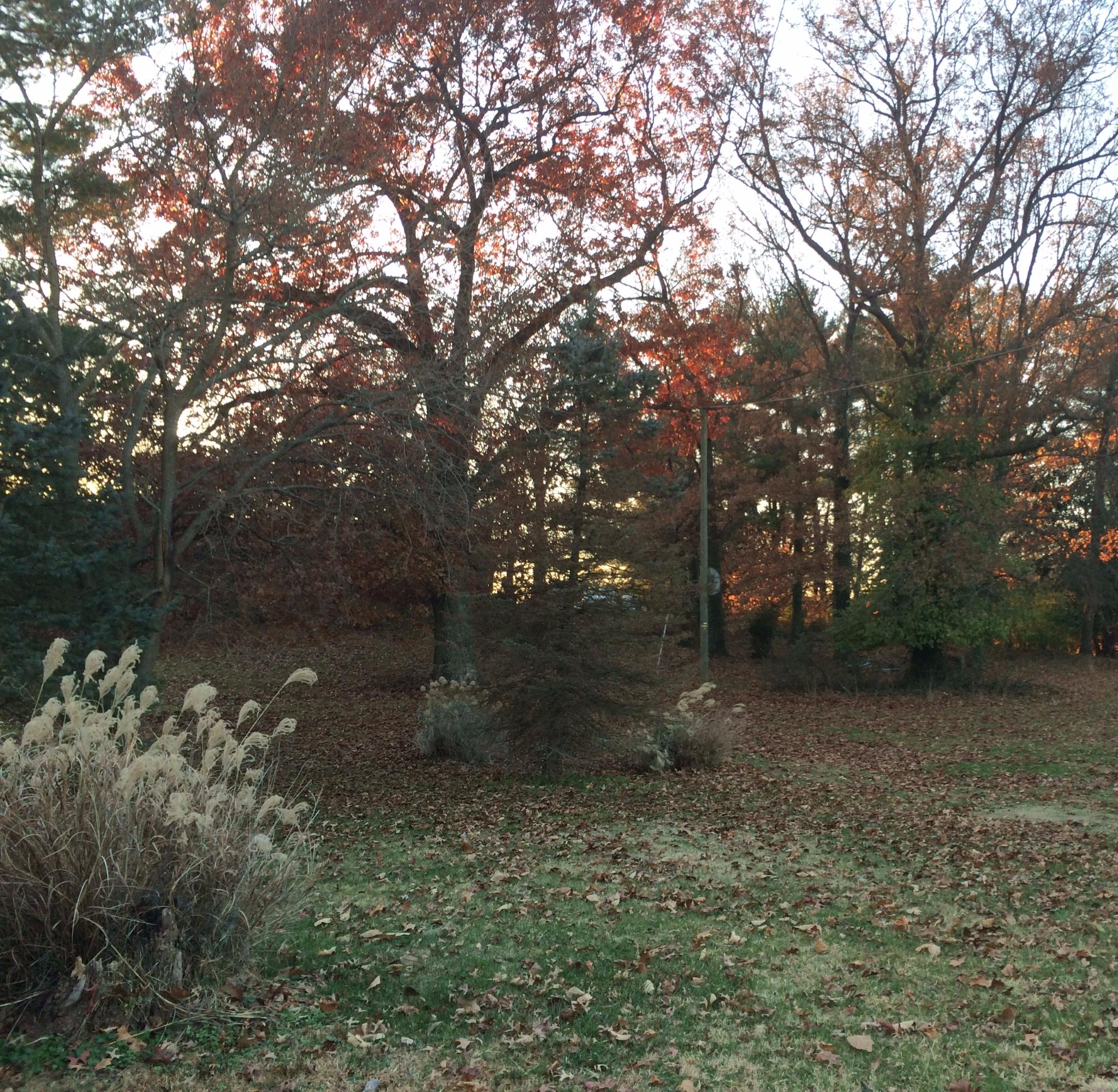 4259 Bonsack Road Northeast Roanoke, VA 24012 - Photo 4 of 22 front yard