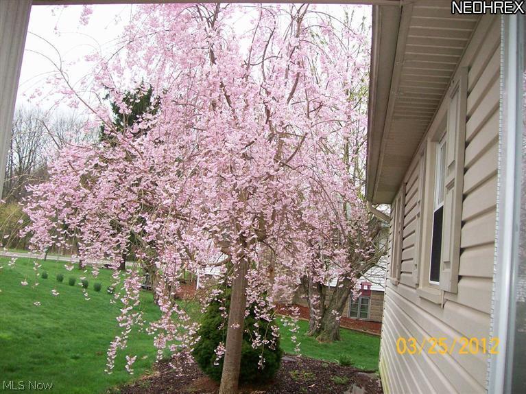 4142 Fohl Street Southwest Canton, OH 44706 - Photo 8 of 21 Beautiful Trees & Landscaping