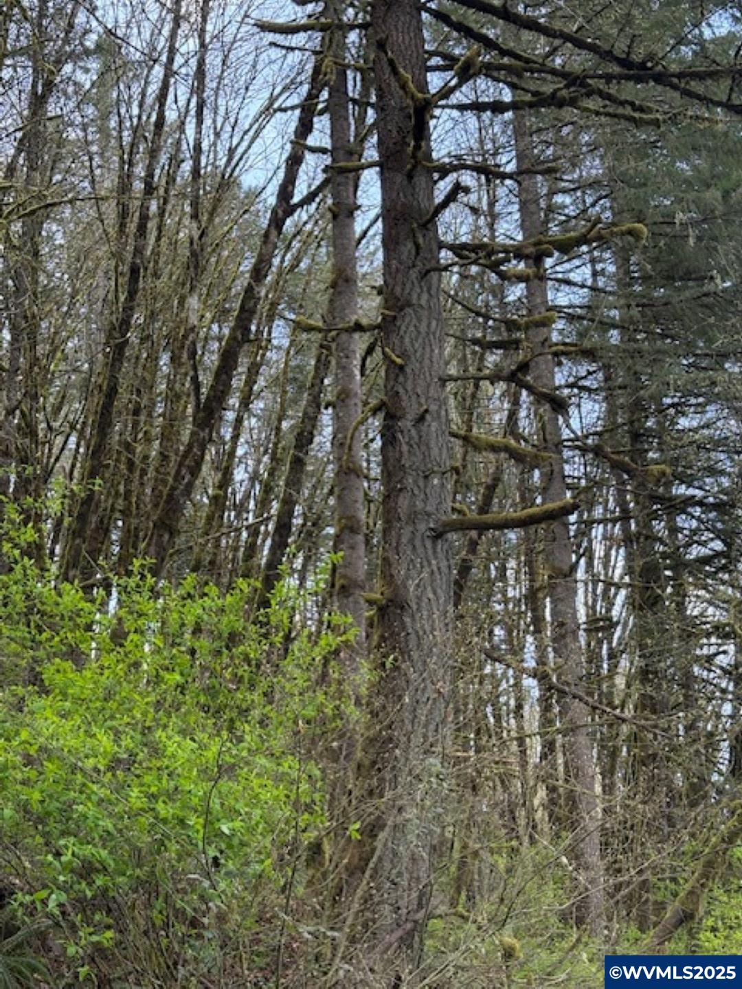 0 Northwest Old Railroad Grade Road Yamhill, OR 97148 - Photo 8 of 10