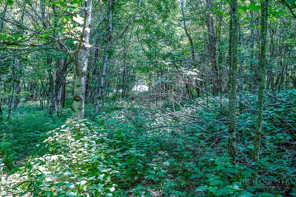218 Old Mountain Road Banner Elk, NC 28604 - Photo 22 of 34 Gallery Image 22