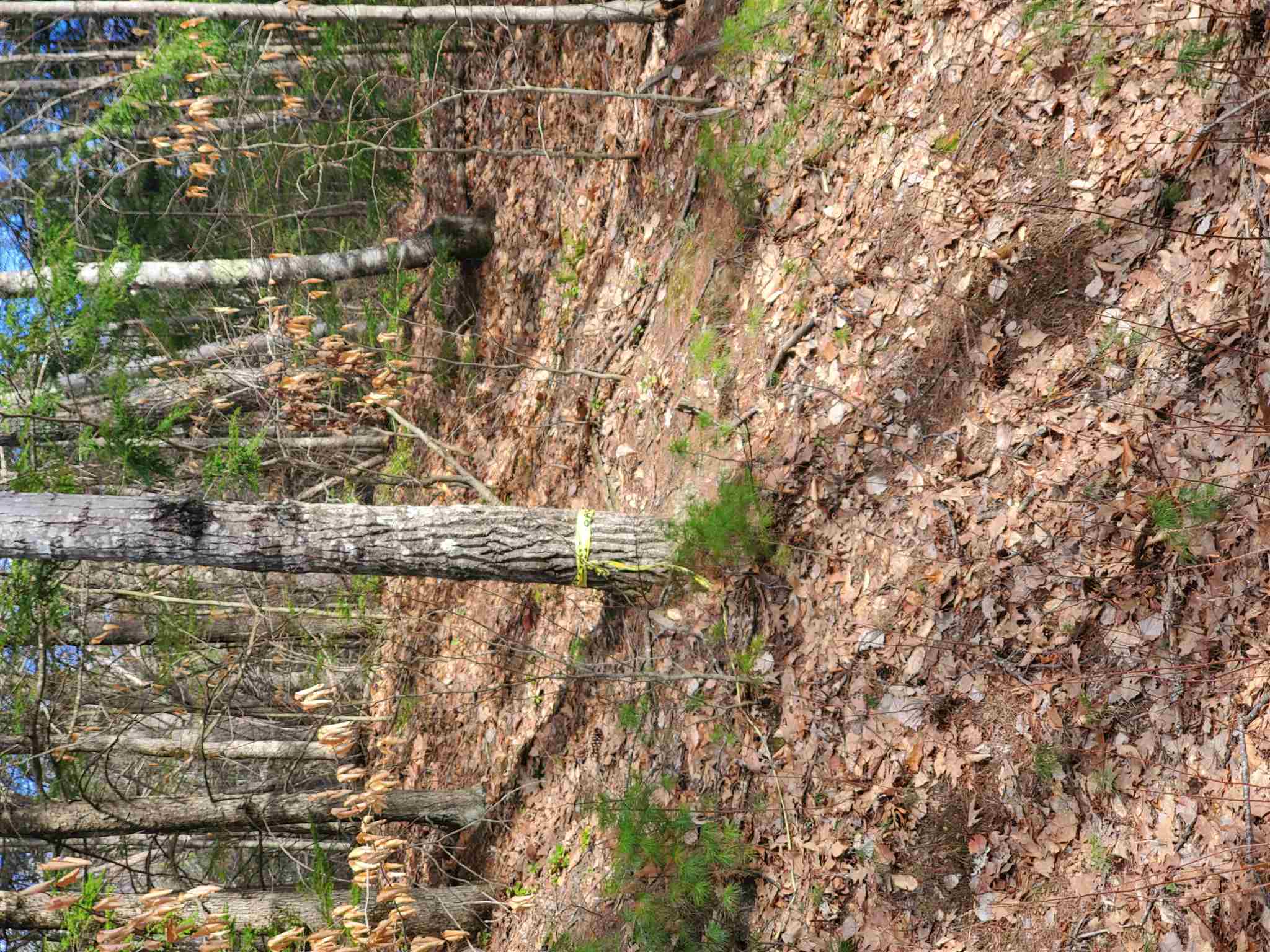 Lot 6 Lost Mile Road Parsonsfield, ME 04047 - Photo 2 of 2 Gallery Image 2