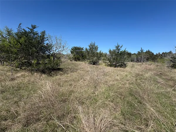 a view of a dry yard with trees in the background