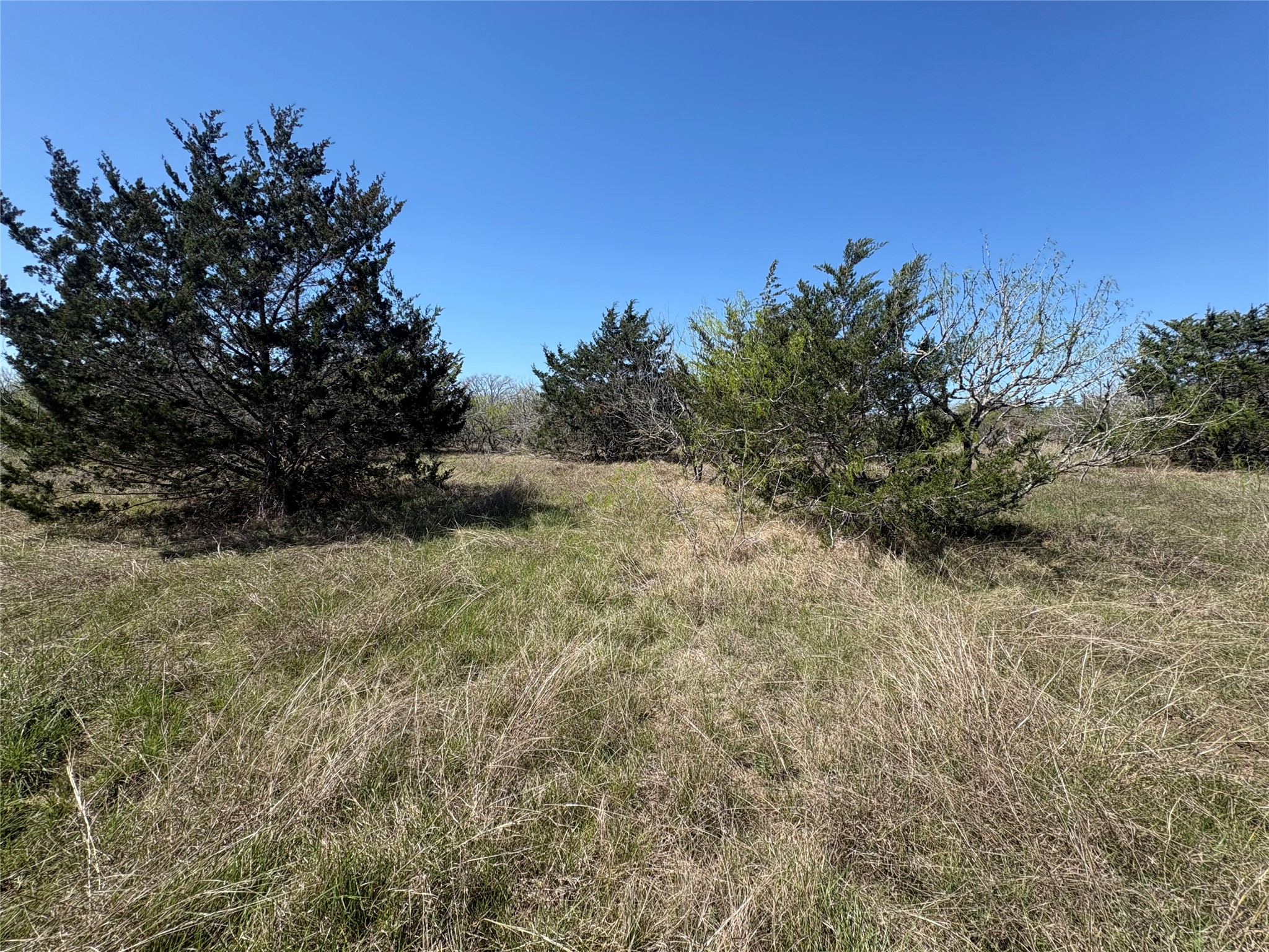 Tbd Patterson Road Flatonia, TX 78941 - Photo 19 of 35 View of local wilderness with rural landscape