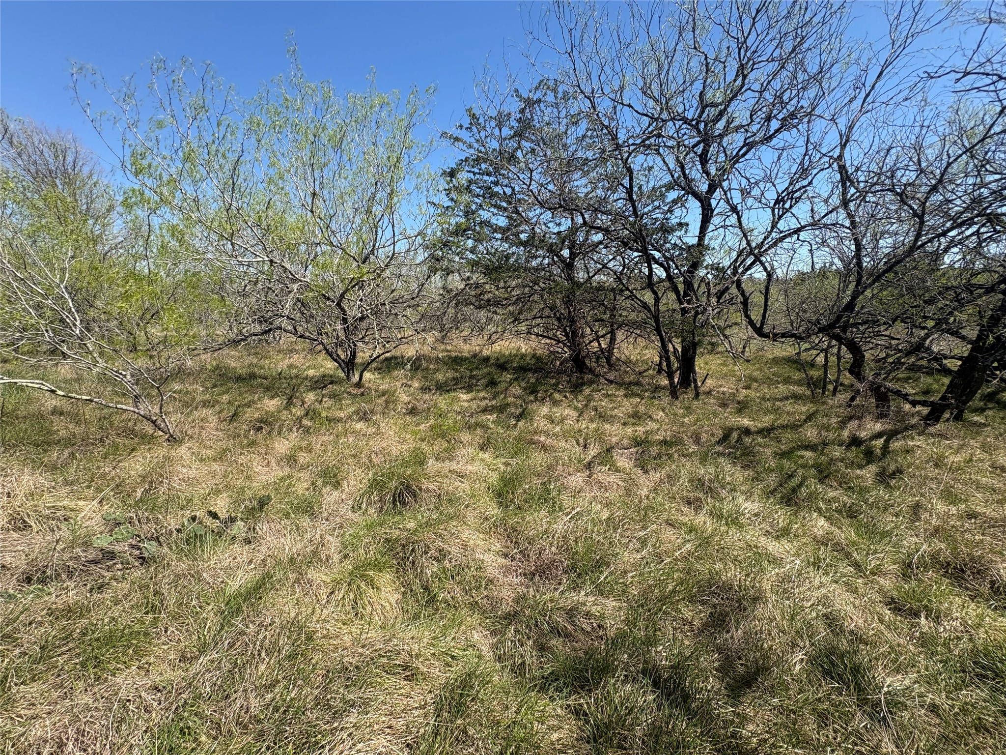 Tbd Patterson Road Flatonia, TX 78941 - Photo 24 of 35 View of undeveloped land