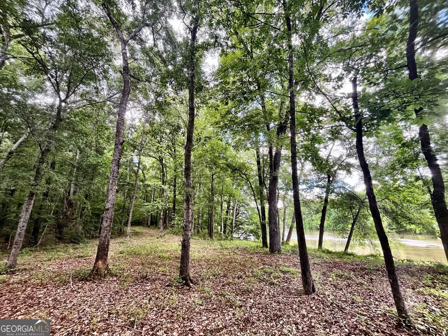 0 River Lane Juliette, GA 31046 - Photo 20 of 38 a view of a forest