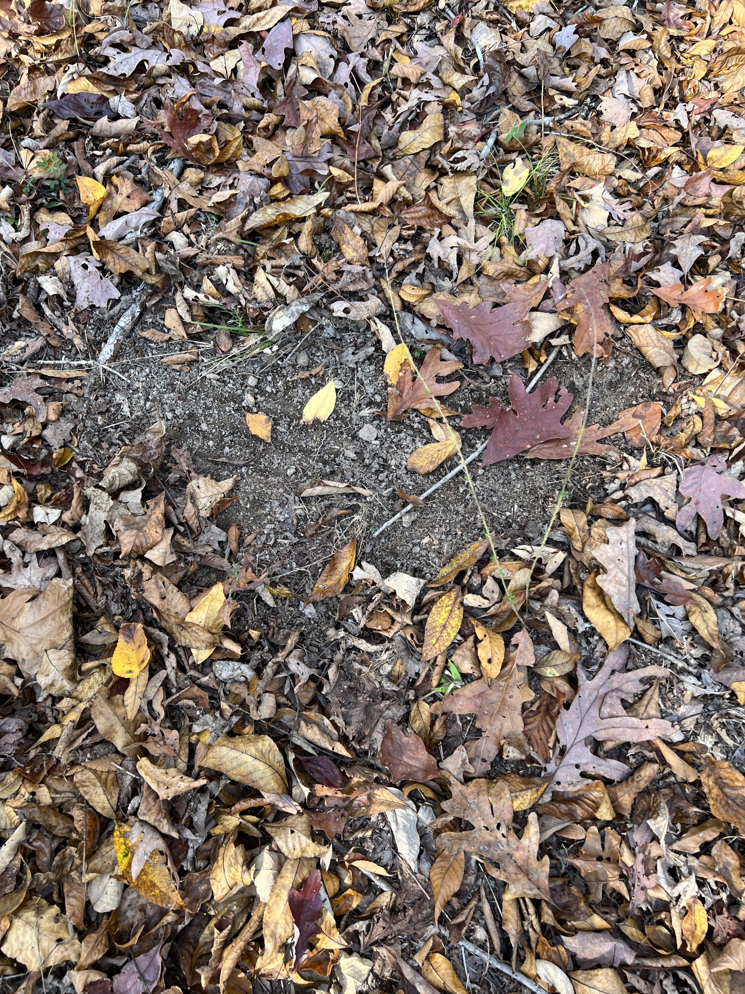 1 Cane Creek Road Hohenwald, TN 38462 - Photo 12 of 26 a view of a tree