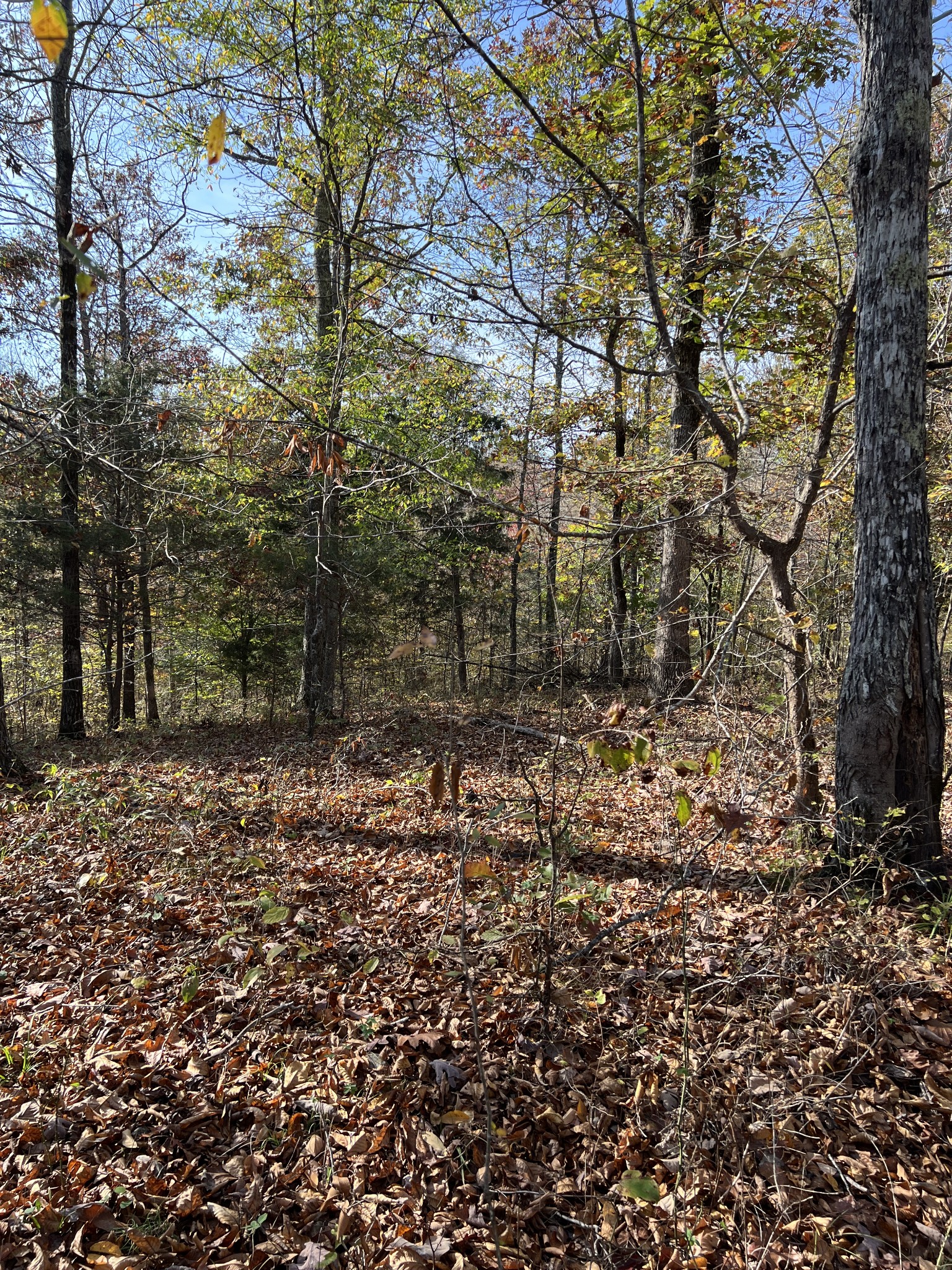 1 Cane Creek Road Hohenwald, TN 38462 - Photo 14 of 26 a view of a forest with trees