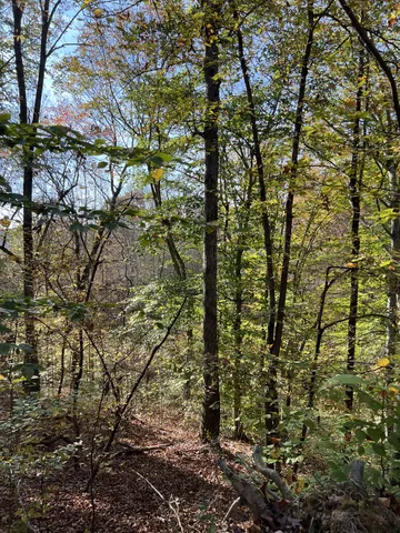 a view of outdoor space and a yard