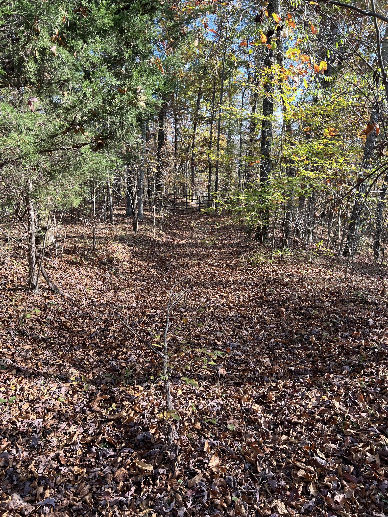 1 Cane Creek Road Hohenwald, TN 38462 - Photo 18 of 26 a view of outdoor space and a yard