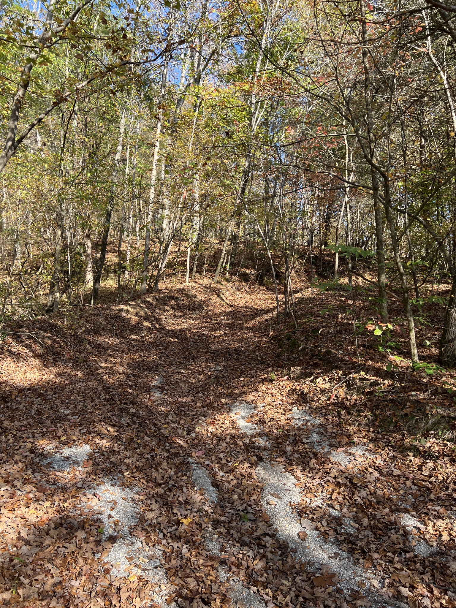 1 Cane Creek Road Hohenwald, TN 38462 - Photo 19 of 26 a view of a field with trees