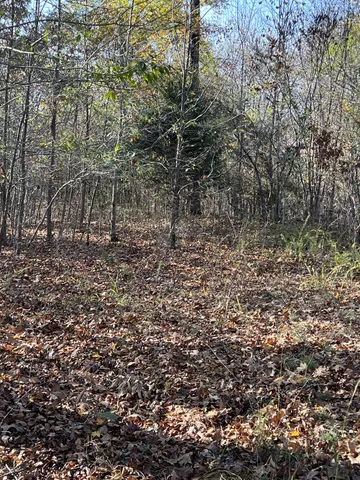 a view of a forest with trees