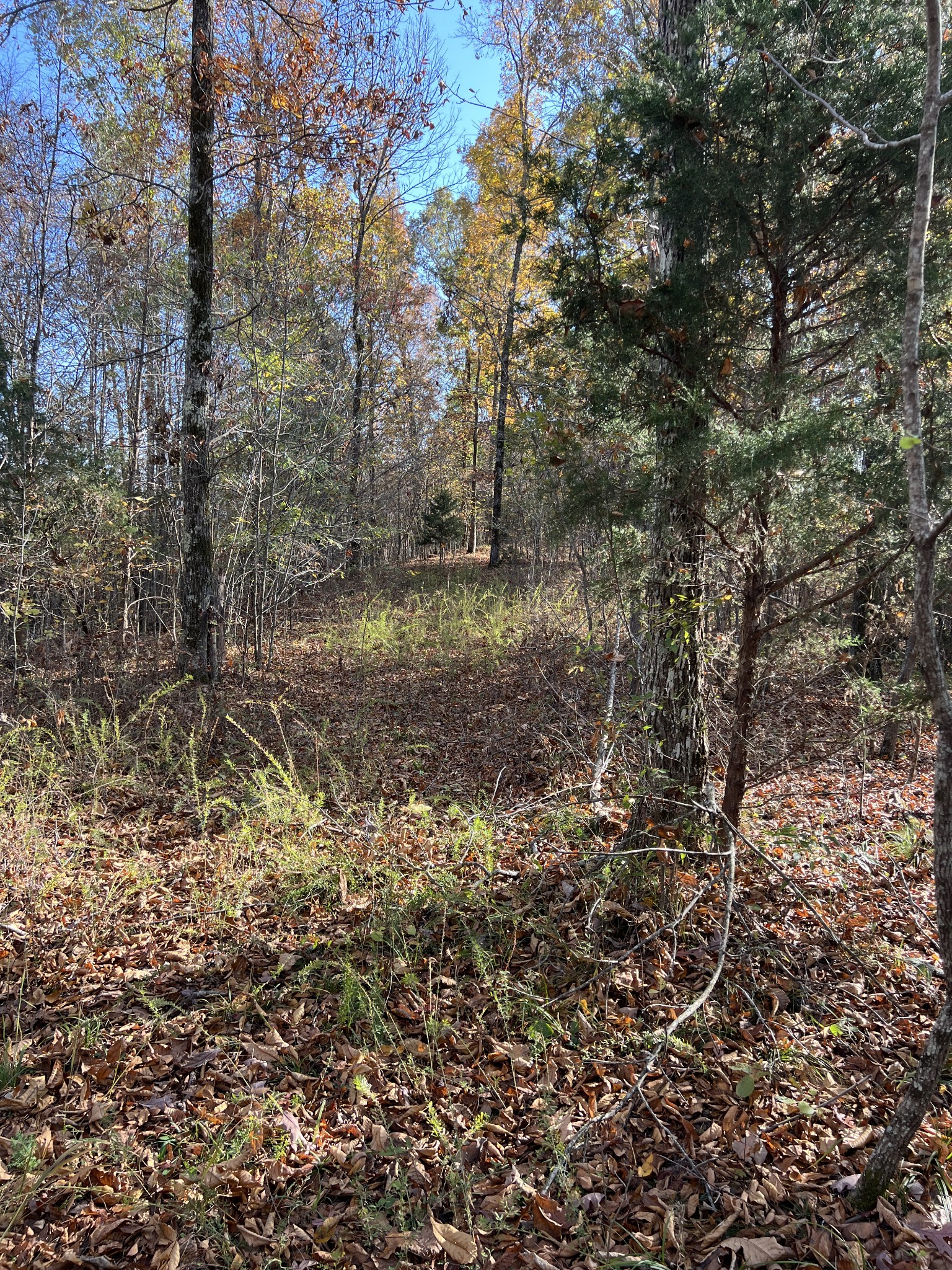 1 Cane Creek Road Hohenwald, TN 38462 - Photo 21 of 26 a view of a forest with trees