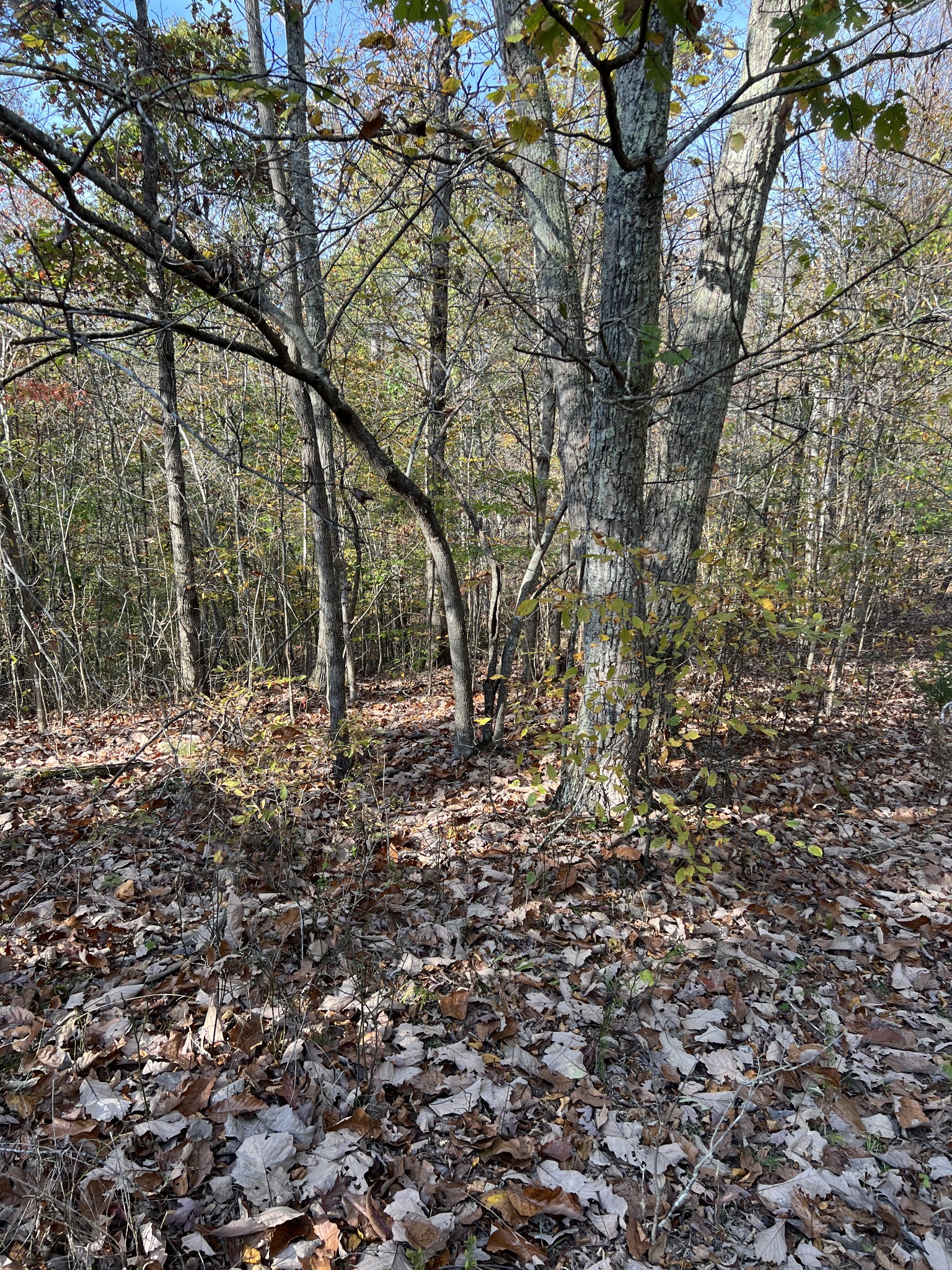 1 Cane Creek Road Hohenwald, TN 38462 - Photo 23 of 26 a view of mountain view