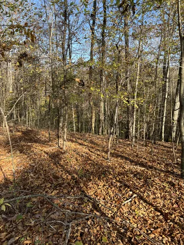 a view of a lush green forest