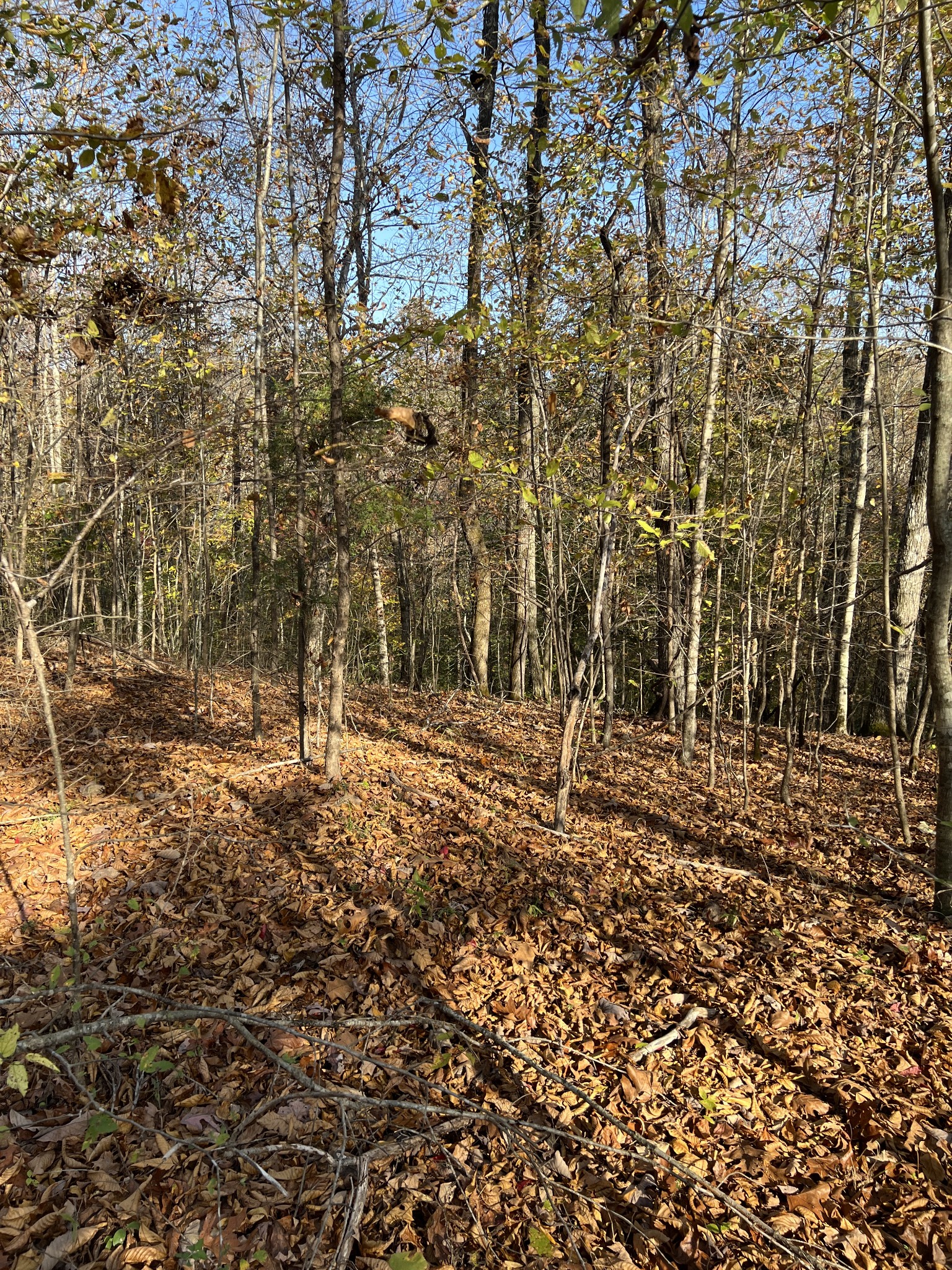 1 Cane Creek Road Hohenwald, TN 38462 - Photo 24 of 26