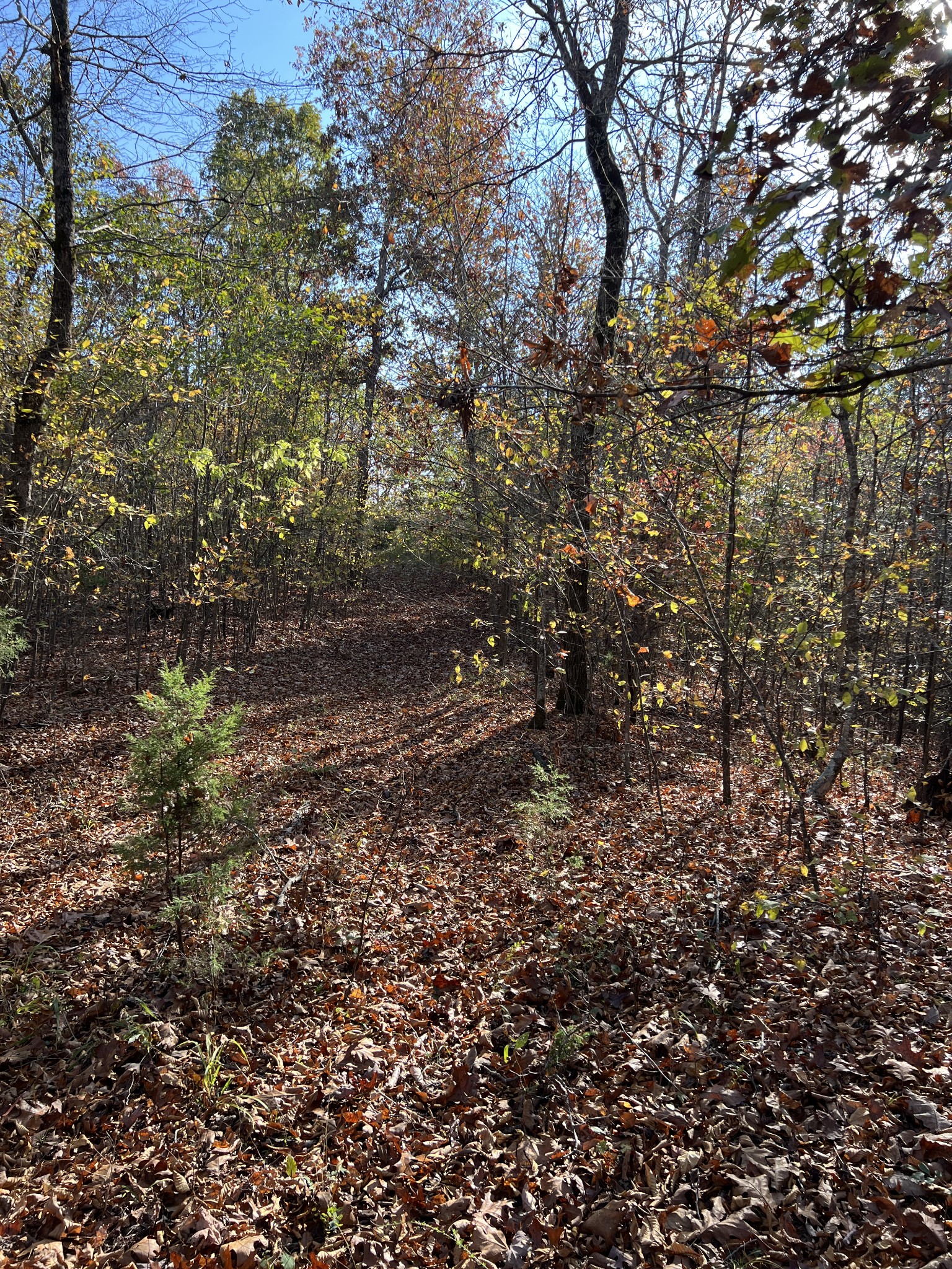 1 Cane Creek Road Hohenwald, TN 38462 - Photo 25 of 26 a view of a yard with a tree