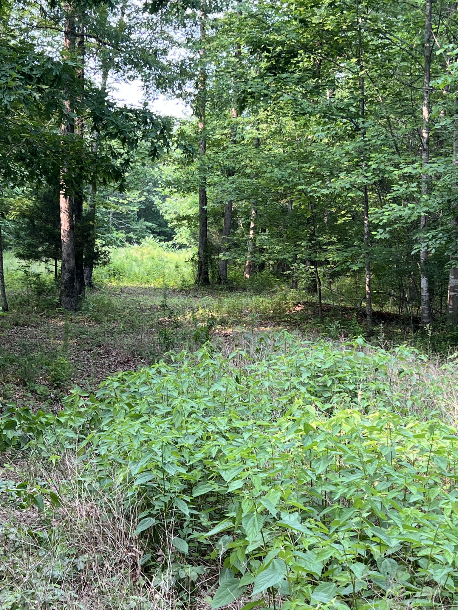1 Cane Creek Road Hohenwald, TN 38462 - Photo 26 of 26 a view of a lush green forest