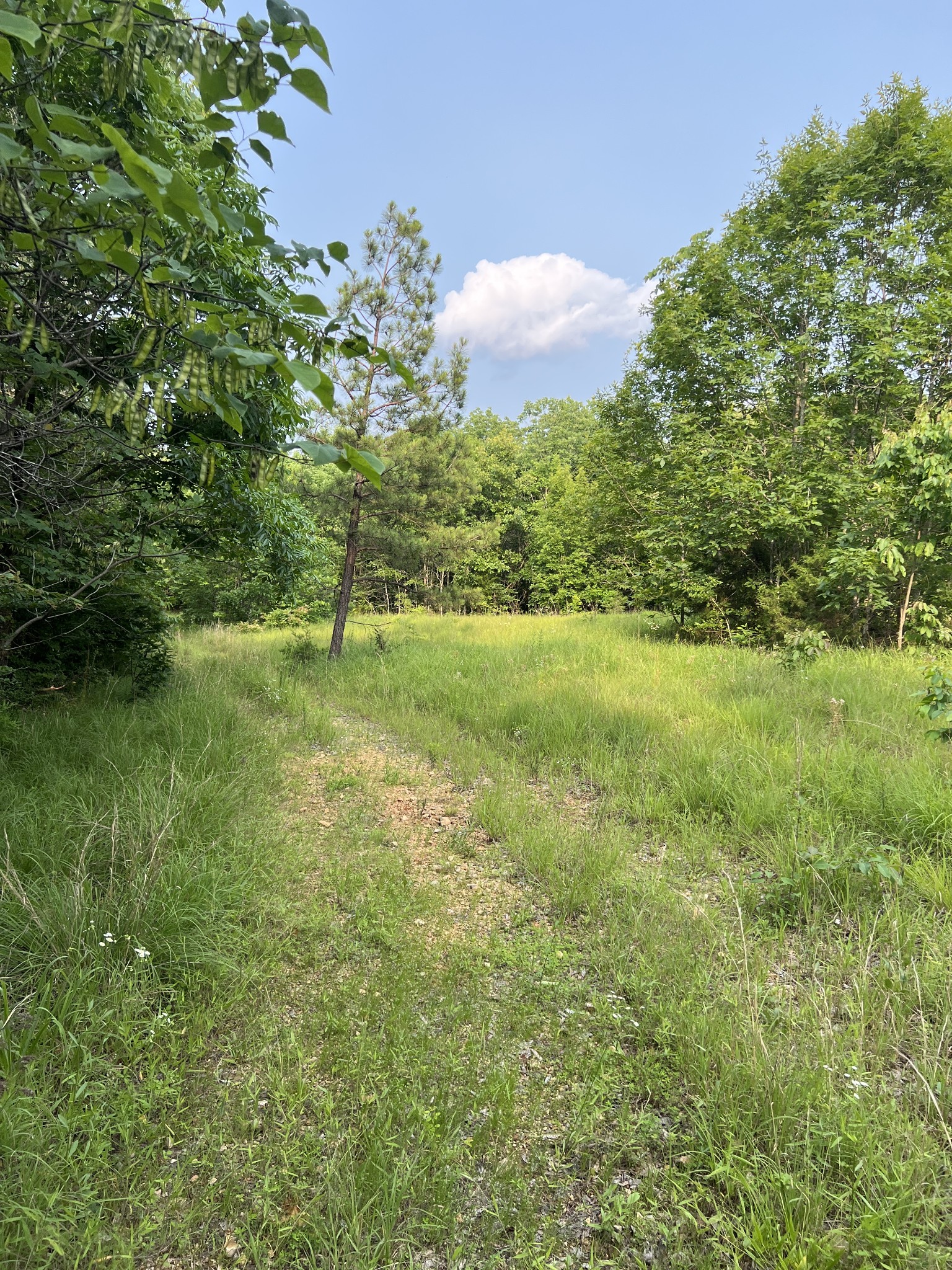 1 Cane Creek Road Hohenwald, TN 38462 - Photo 4 of 26 a view of a green field with lots of bushes