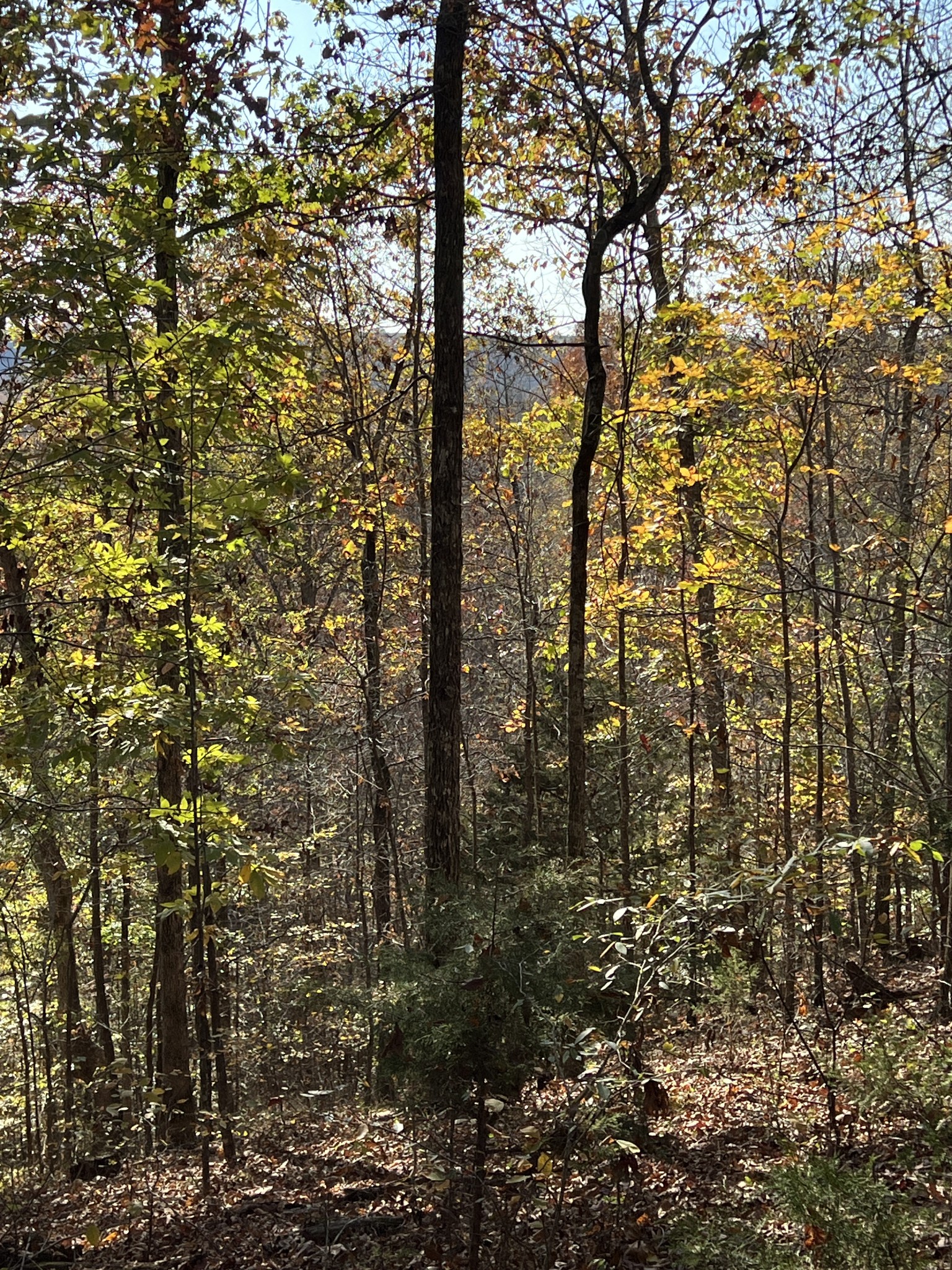 1 Cane Creek Road Hohenwald, TN 38462 - Photo 7 of 26 a view of forest