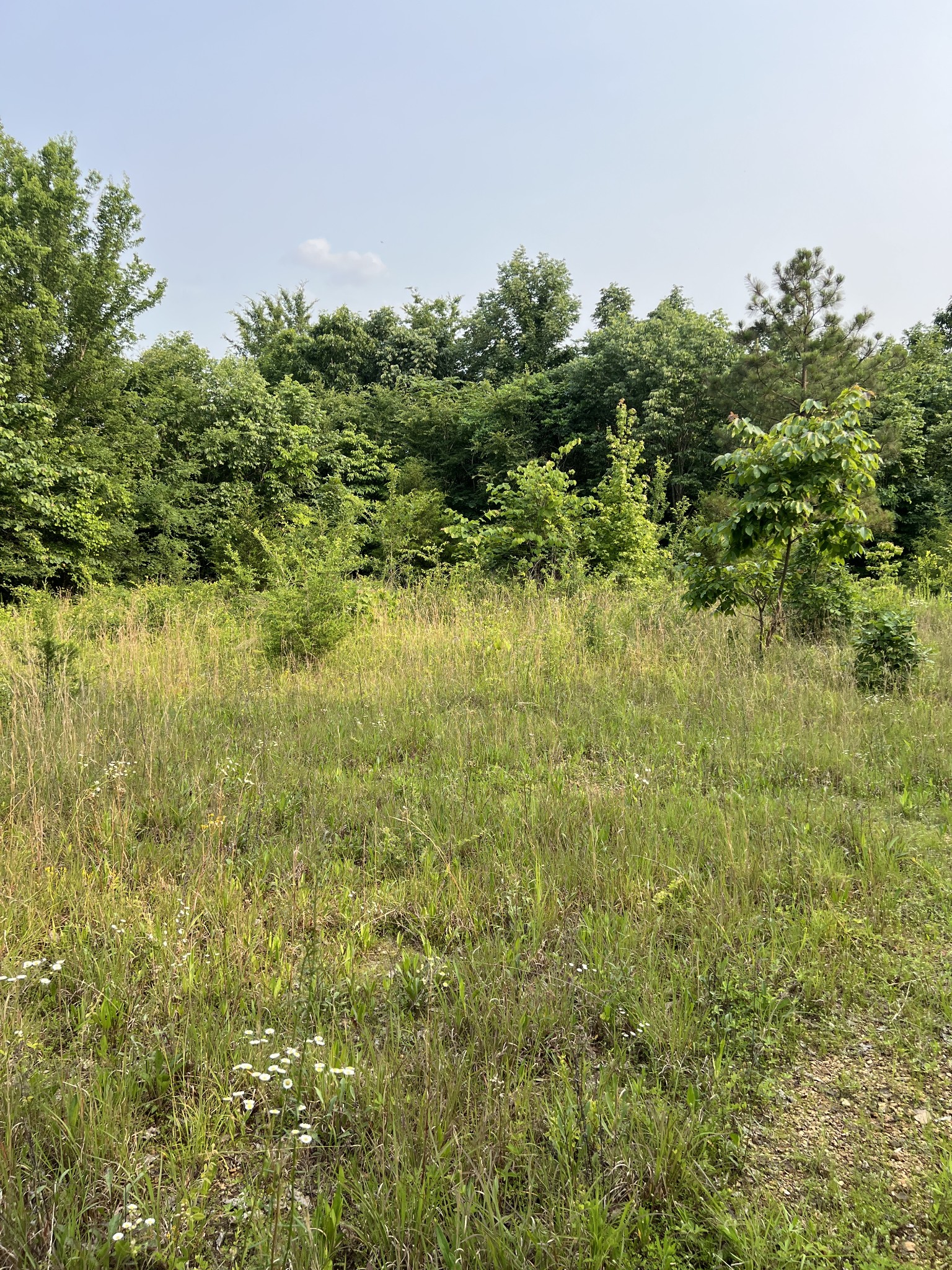 1 Cane Creek Road Hohenwald, TN 38462 - Photo 9 of 26 a view of a lake view