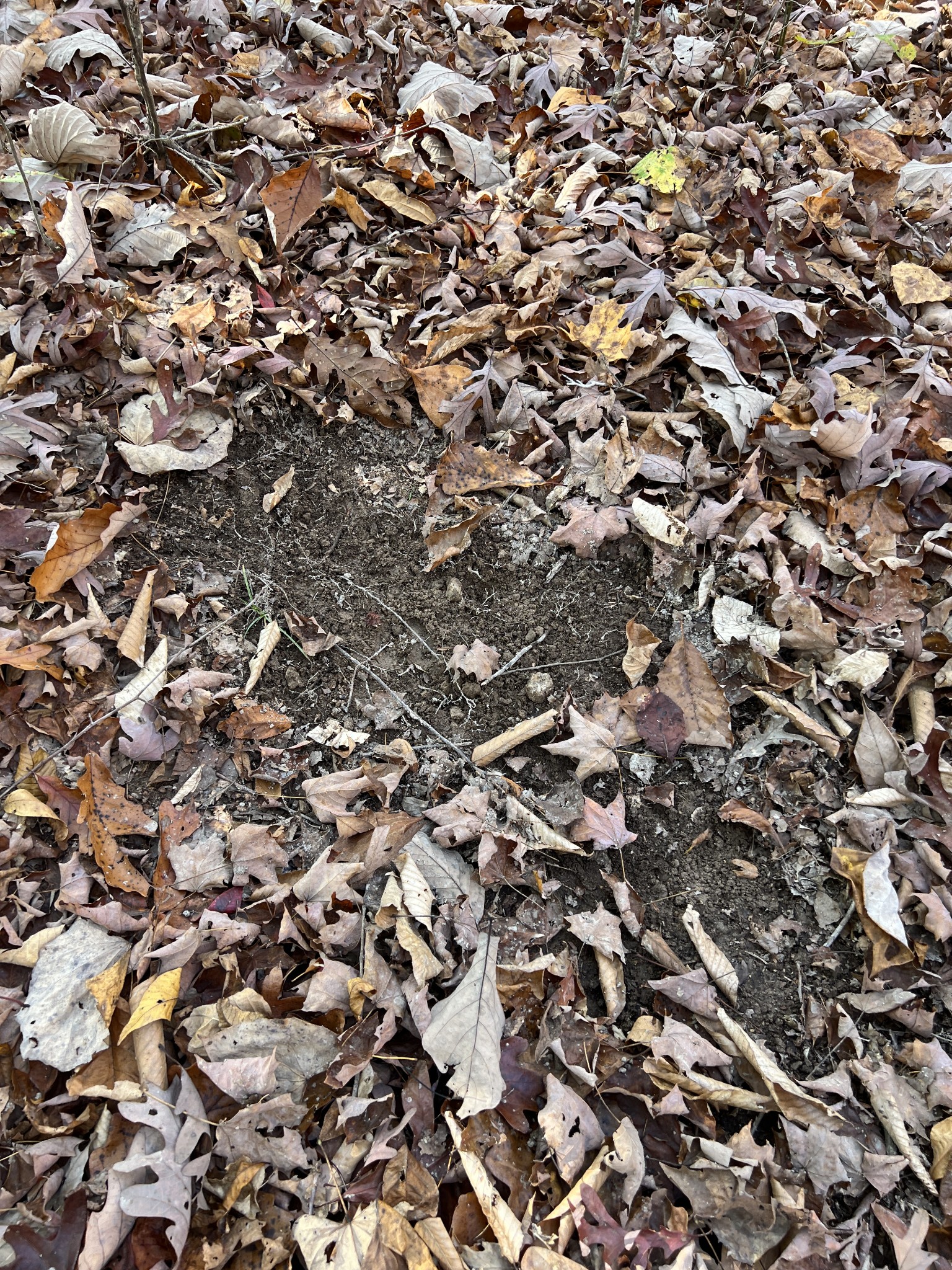 1 Cane Creek Road Hohenwald, TN 38462 - Photo 10 of 26 an aerial view of a house with a tree