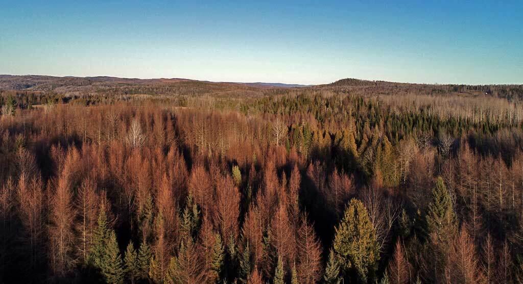 Lot 10 Buckley Road Bridgewater, ME 04735 - Photo 20 of 41 bridgewater-me-mixed-woods