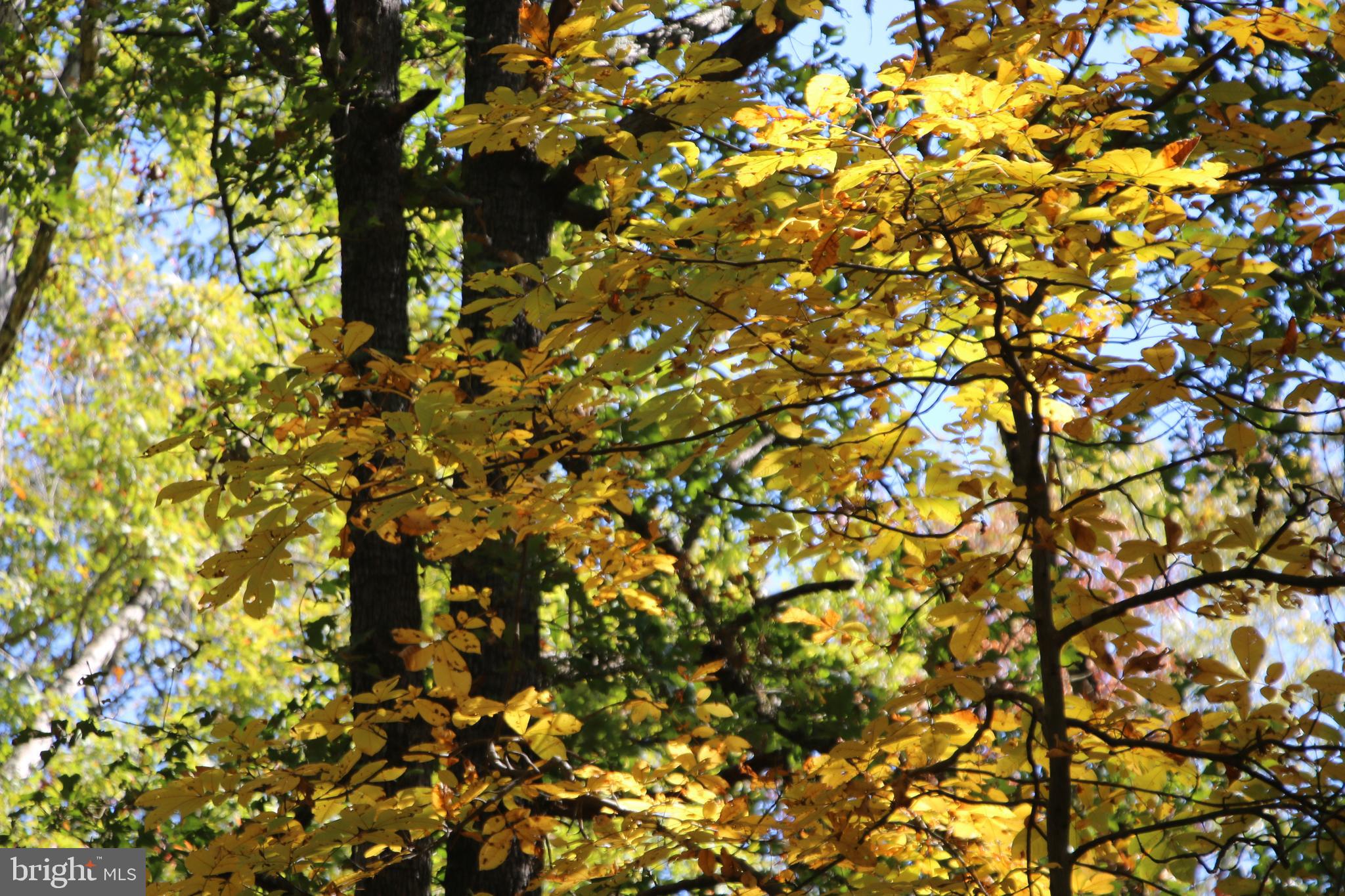 Sadlick Strasburg, VA 22657 - Photo 10 of 26