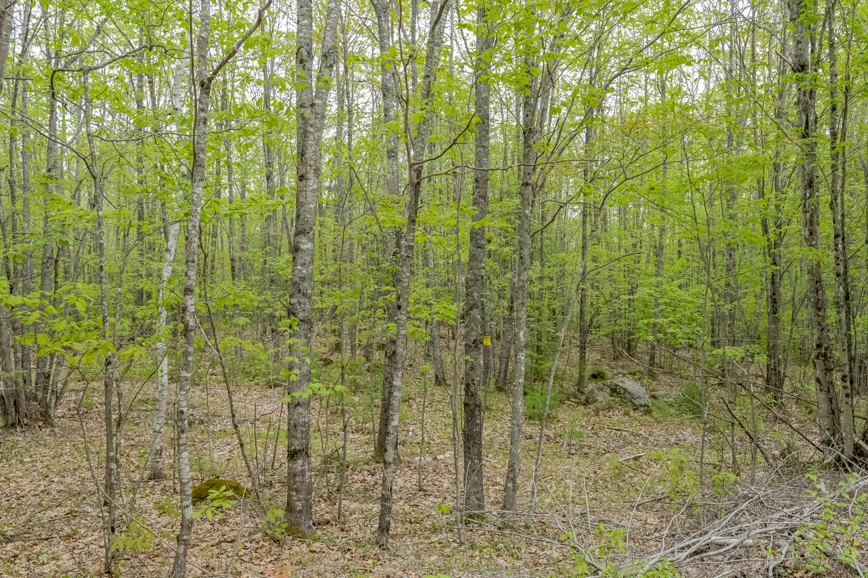 Lot 1-2 Old Stage Road Woolwich, ME 04579 - Photo 3 of 4 GLM_5612