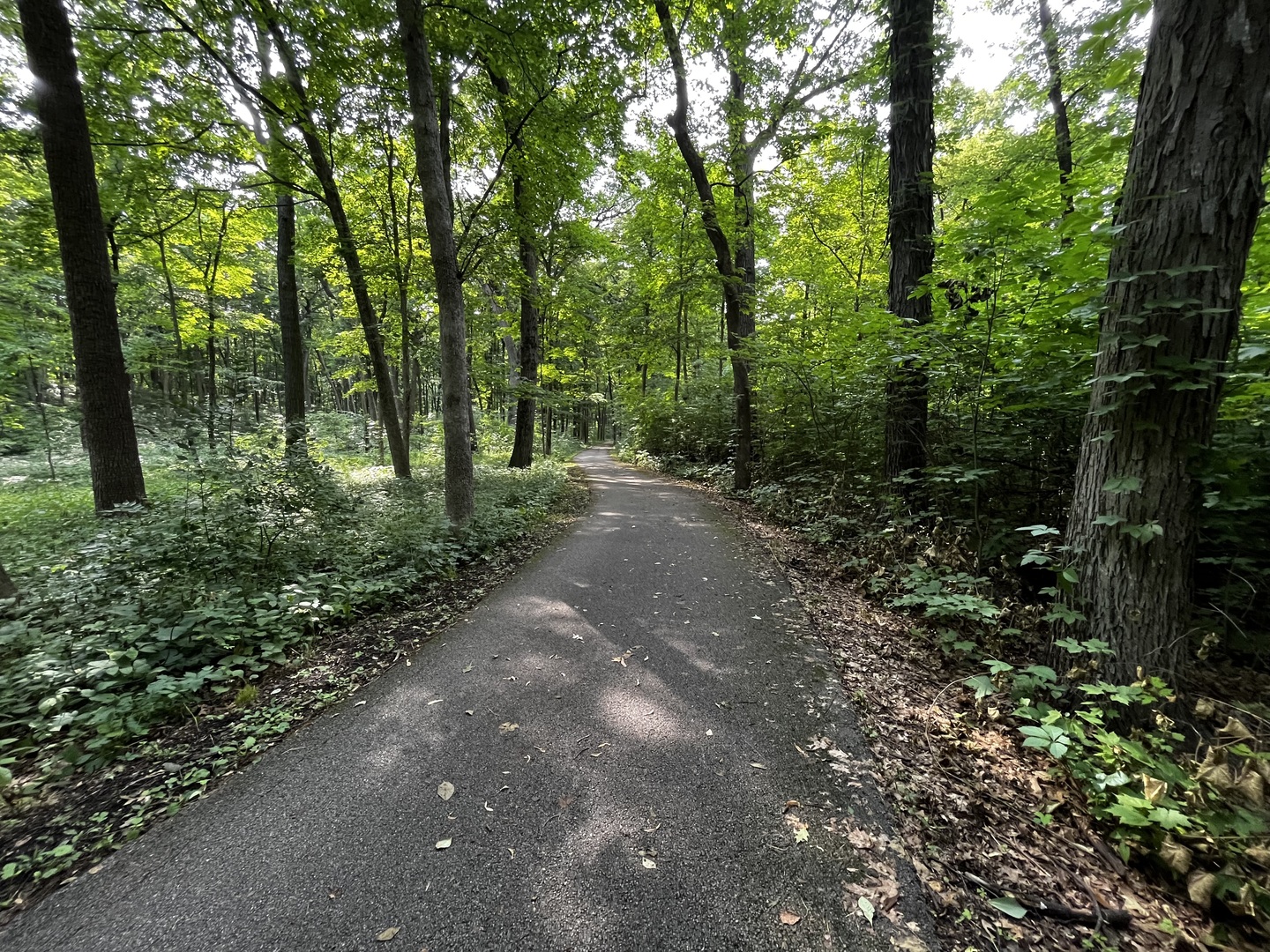 58 Winthrop New Road Sugar Grove, IL 60554 - Photo 26 of 26 a view of a forest with trees