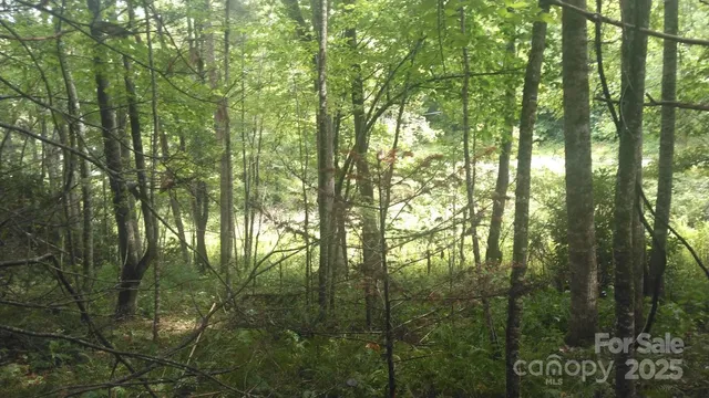 a view of a yard with a large tree