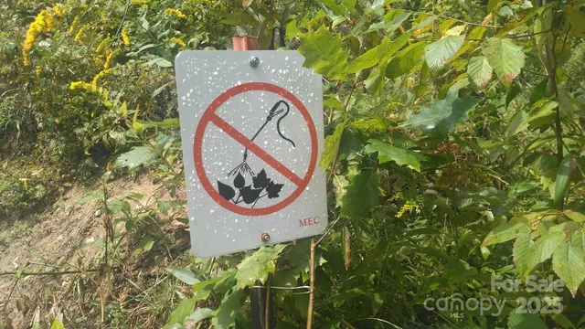 a view of a forest with trees in the background